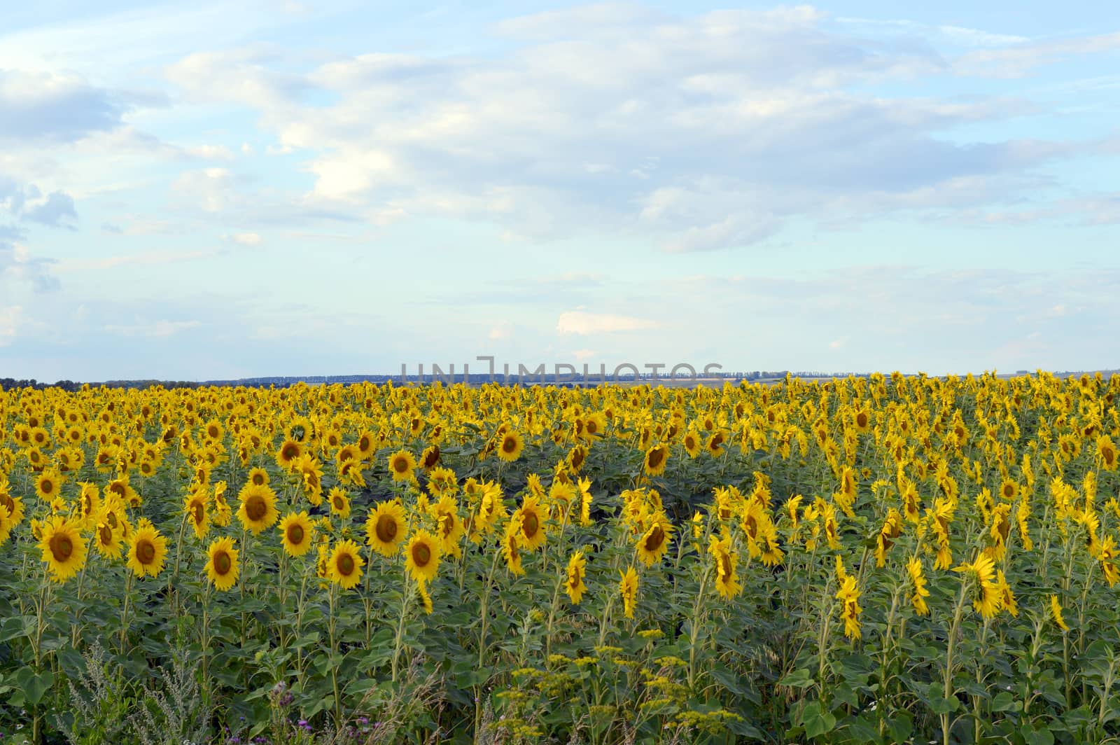 sunflowers field by sergpet