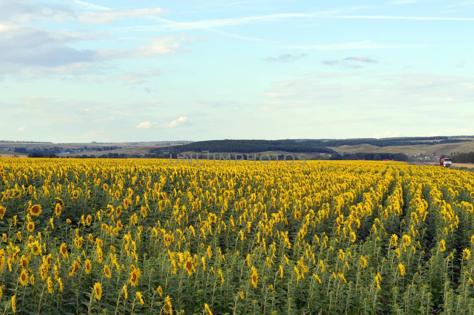 sunflowers field under blue sky with clouds