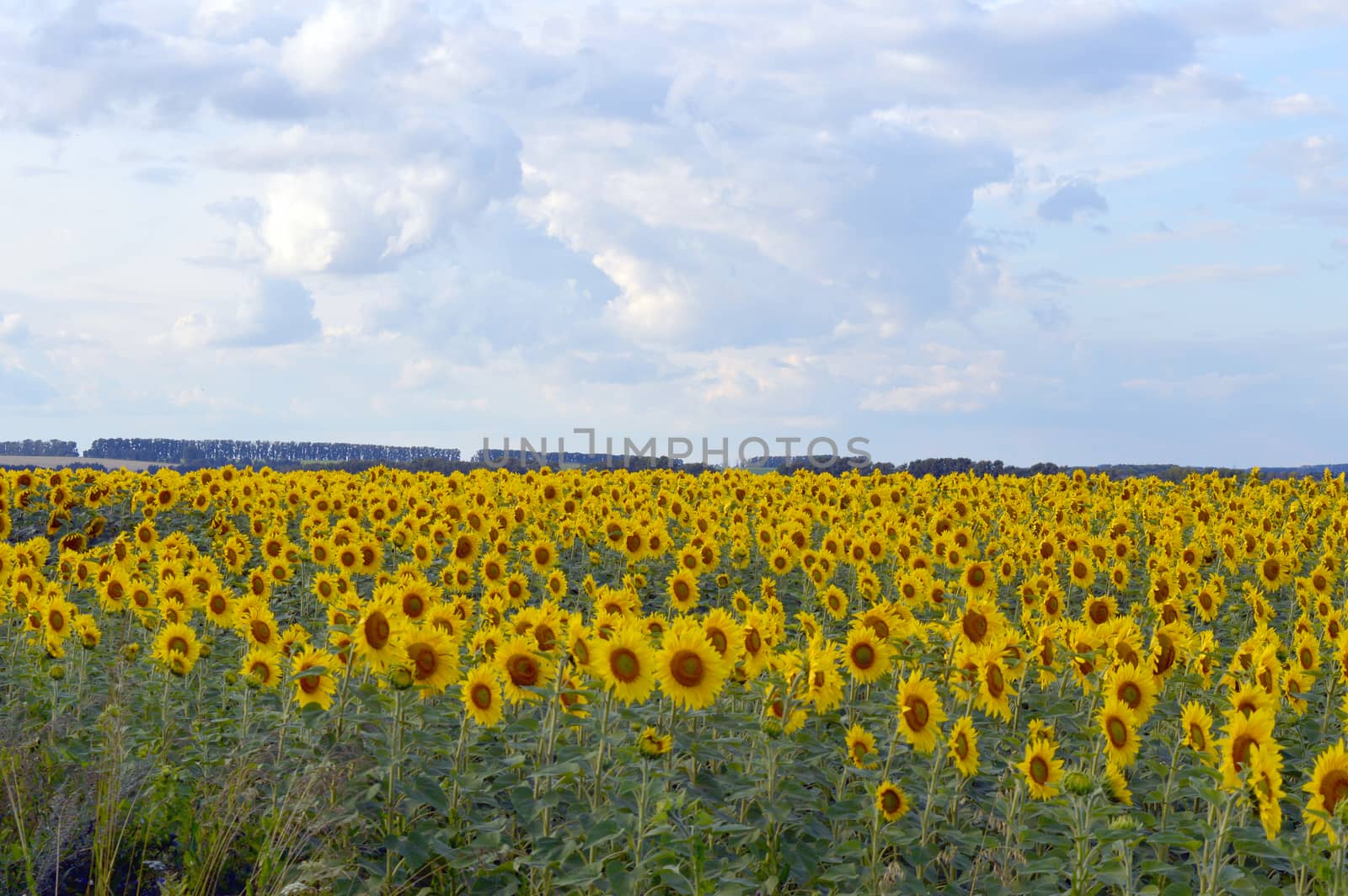 sunflowers field under blue sky with clouds