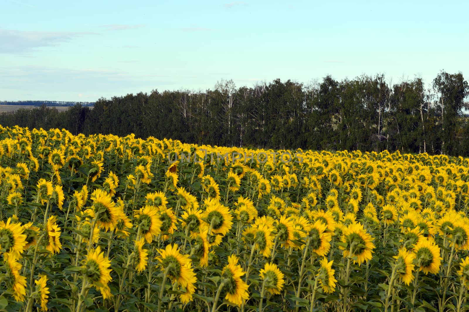 sunflowers field by sergpet