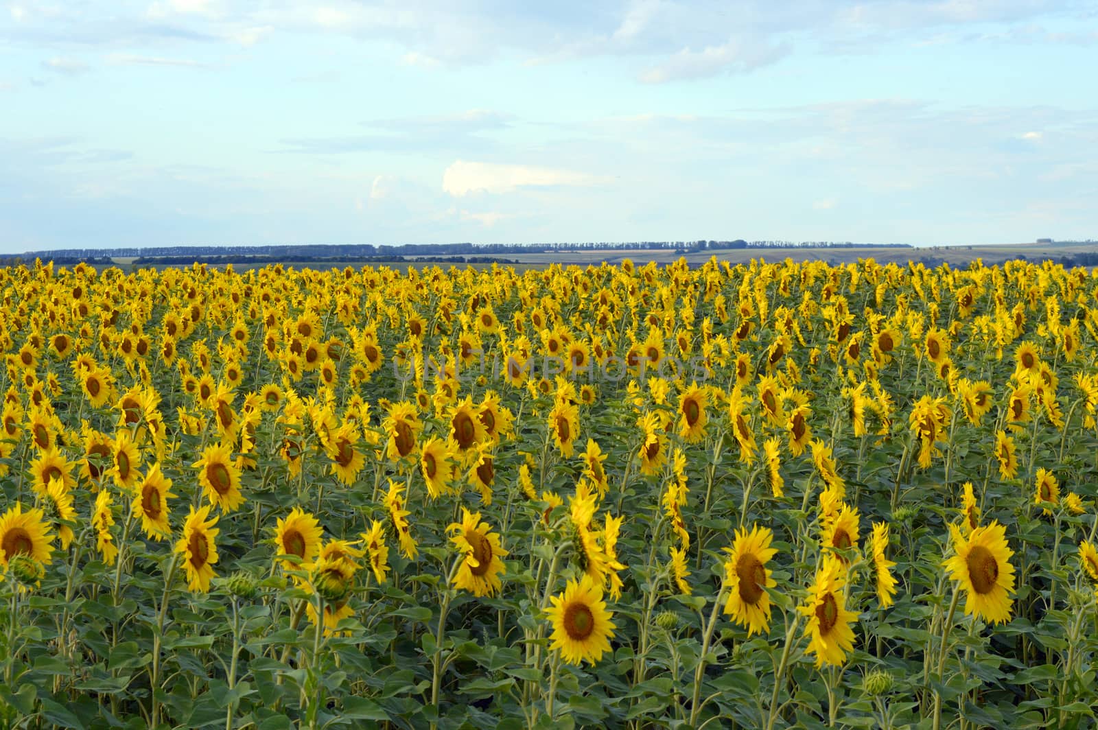 sunflowers field by sergpet