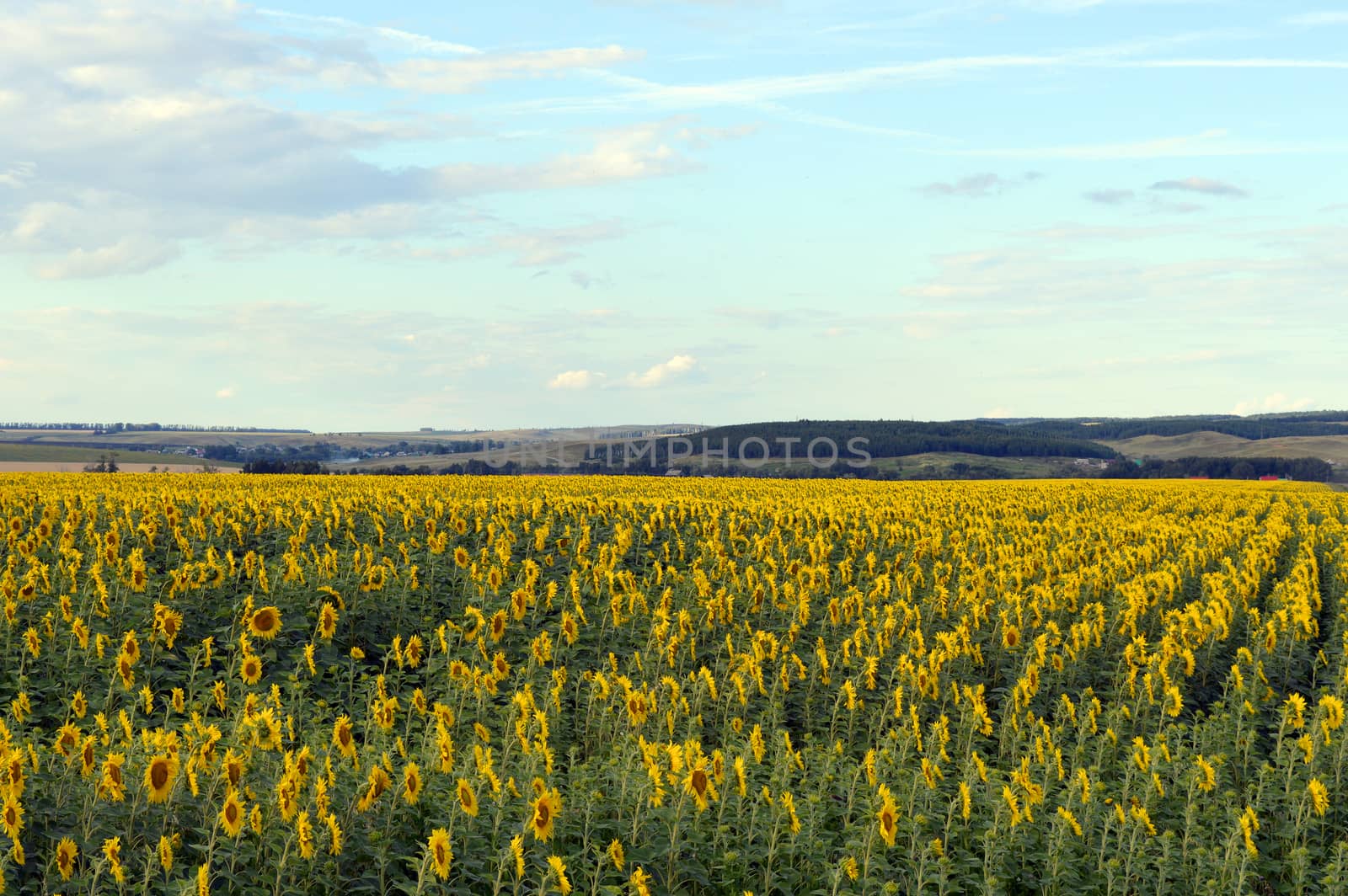 sunflowers field under blue sky with clouds