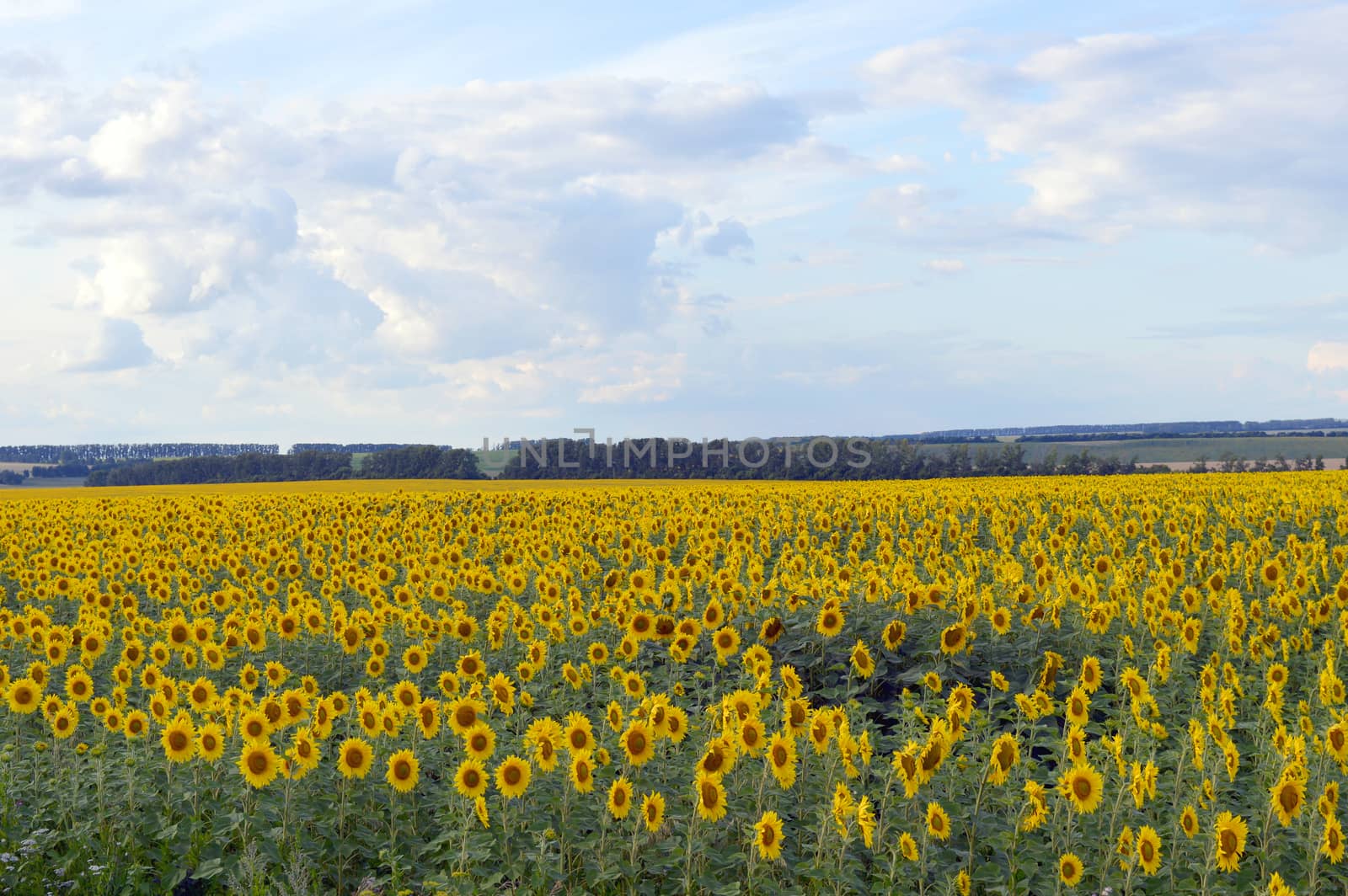 sunflowers field under blue sky with clouds