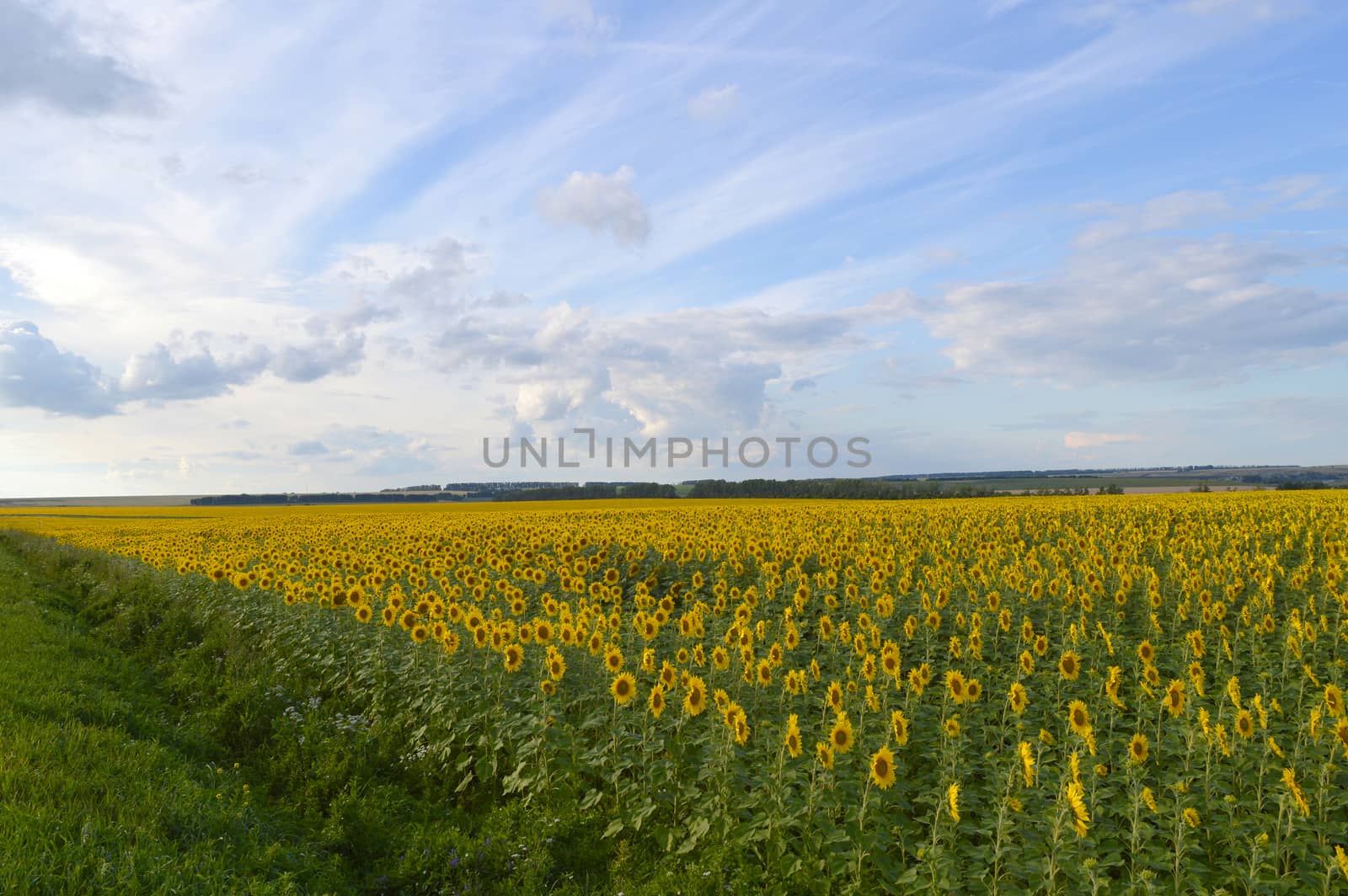 sunflowers field under blue sky with clouds