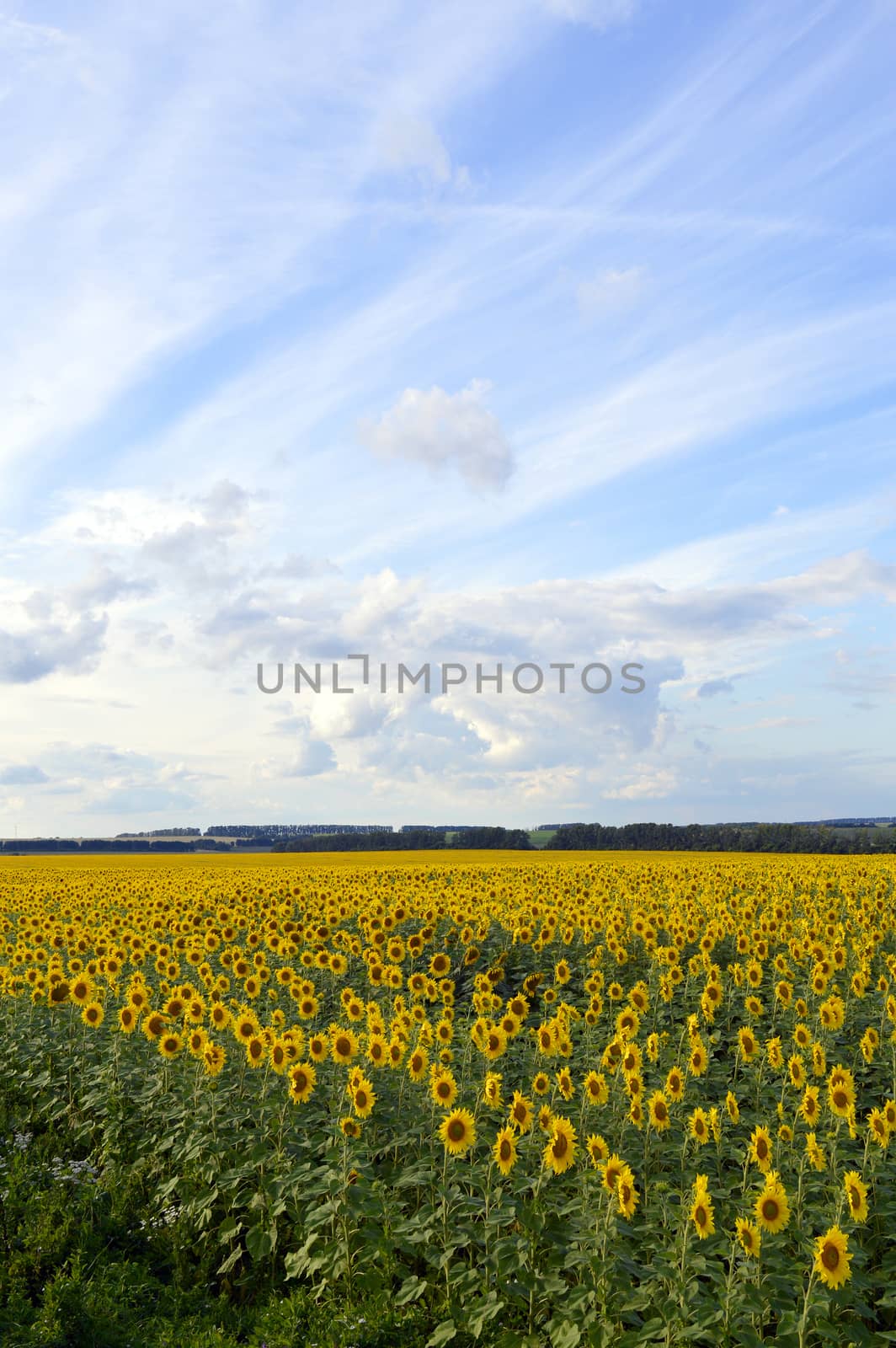 sunflowers field under blue sky with clouds