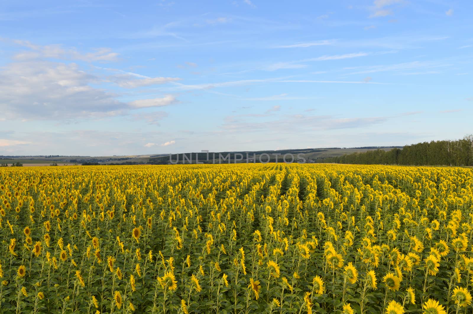 sunflowers field under blue sky with clouds