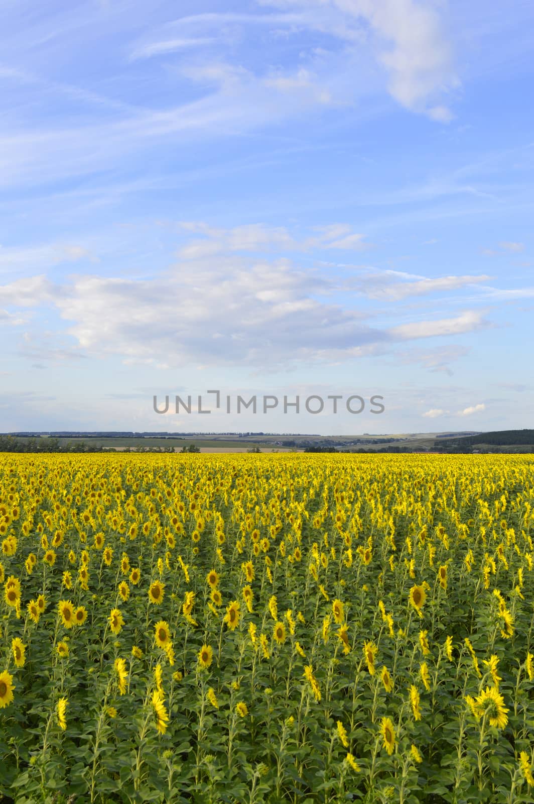 sunflowers field by sergpet