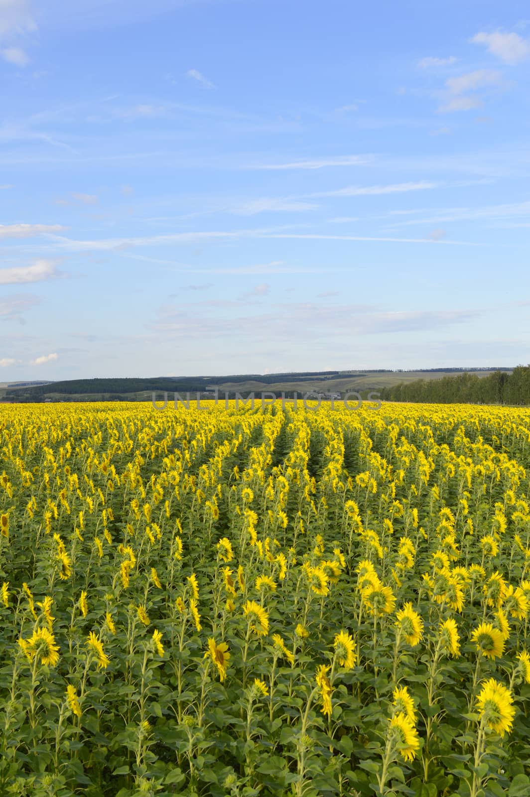 sunflowers field under blue sky with clouds