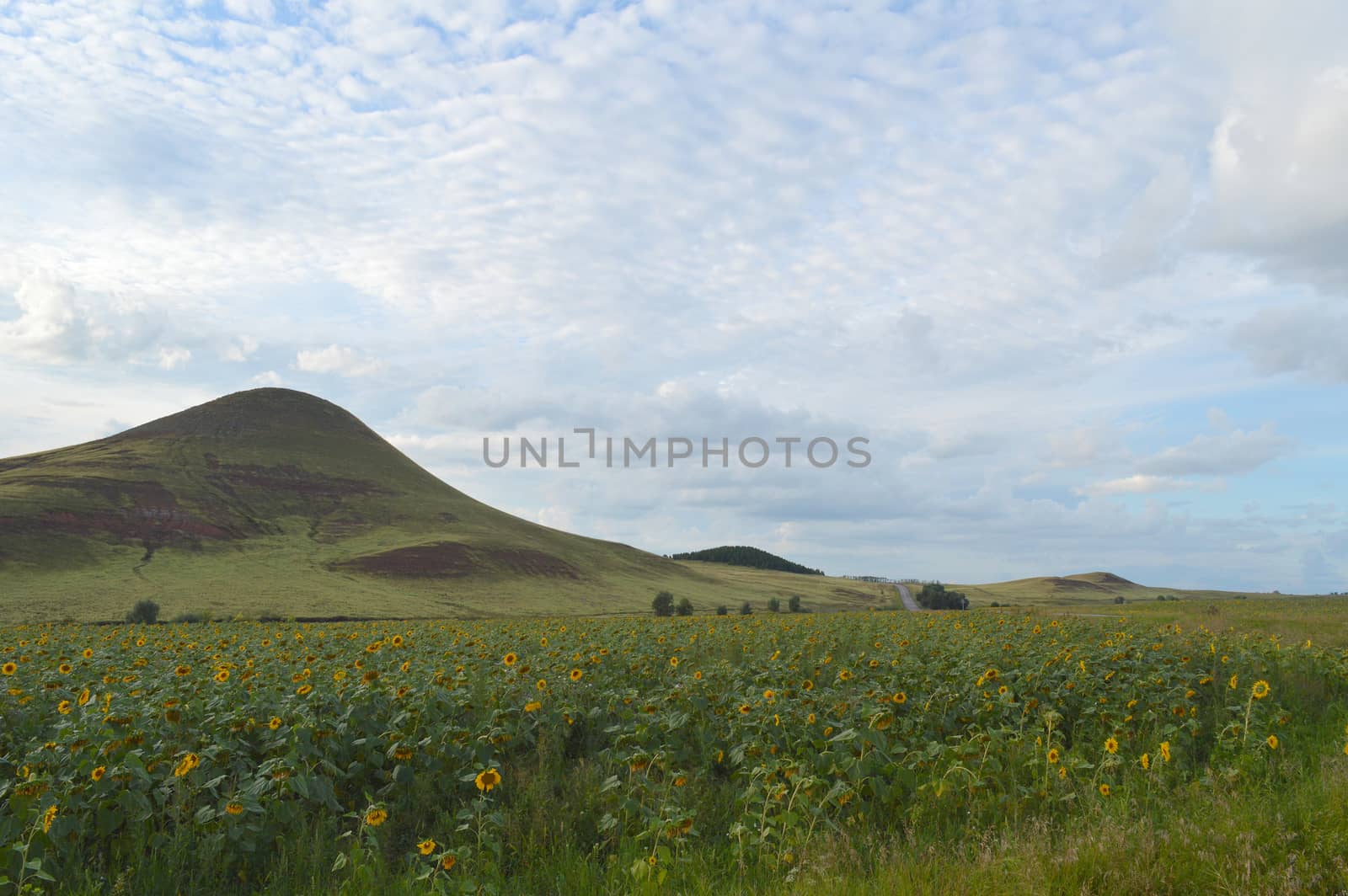 summer landscape by sergpet