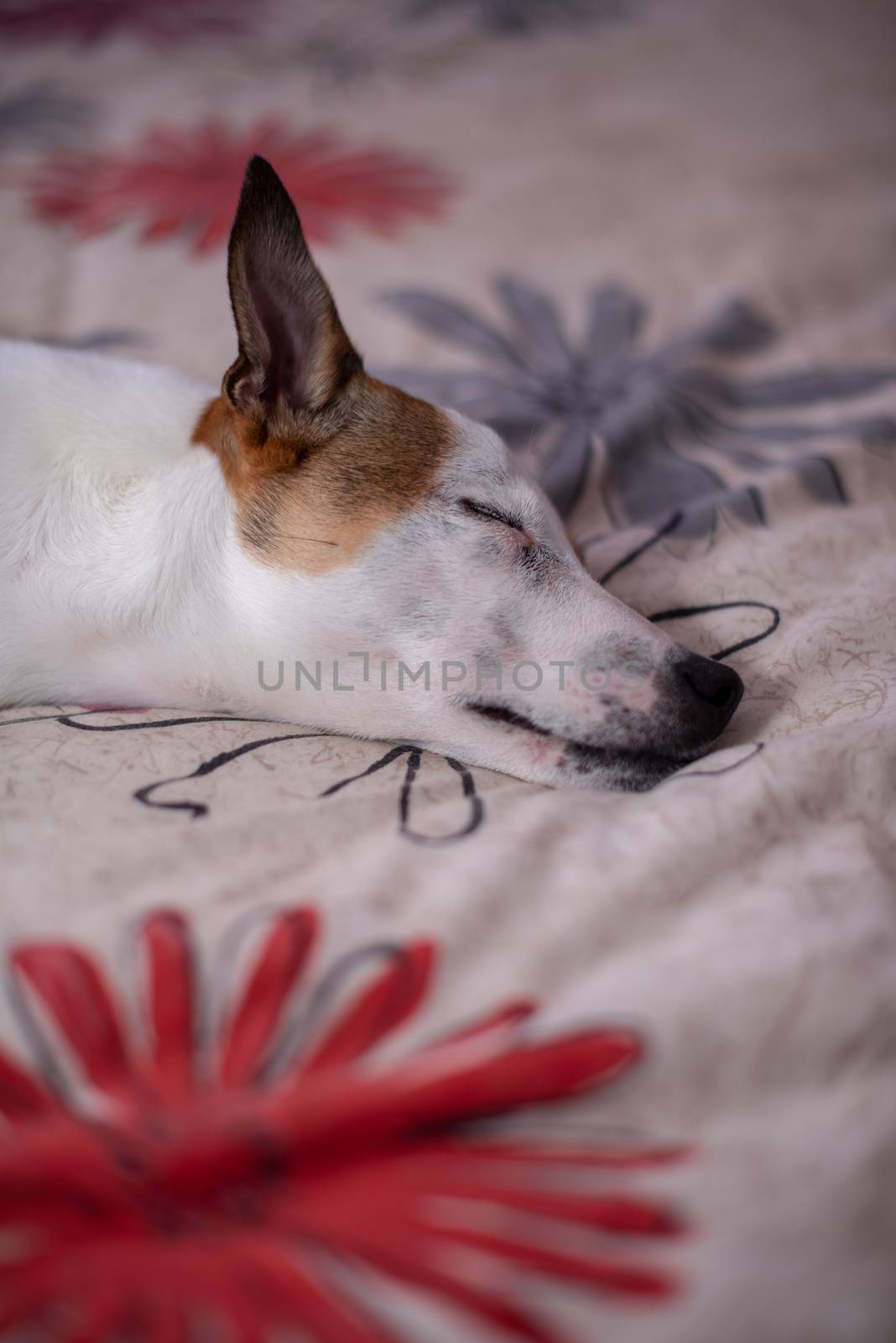 Verical shot of terrier puppy asleep on bed with ear alert