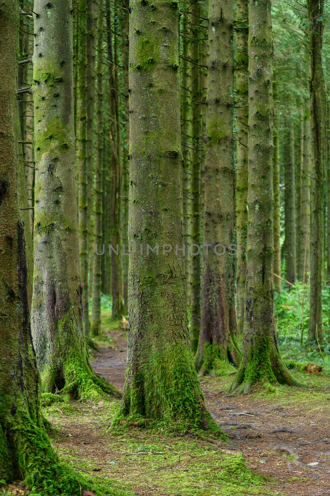 Row of trees covered with moss in the Brecon Beacons National Park