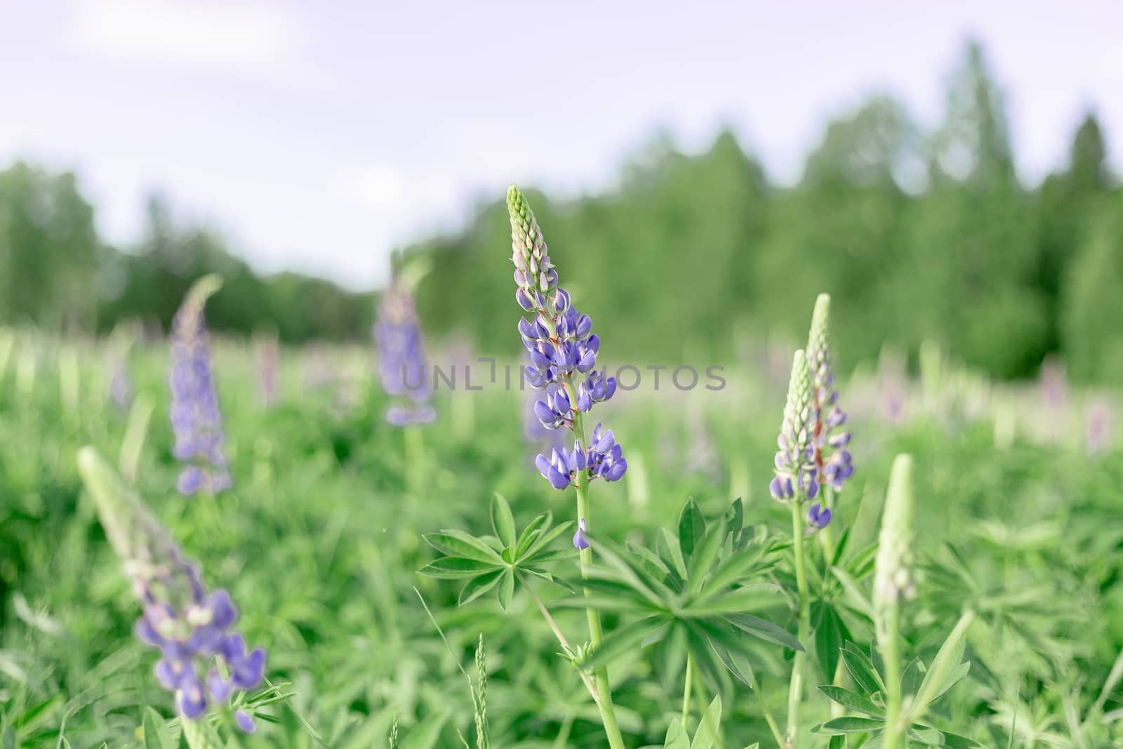 Lupin field with pink purple flowers. Bunch of lupines summer flower background. Blooming lupine flowers. field of lupines. Sunlight shines on plants. Gentle warm soft color. spring and summer flowers by Pirlik