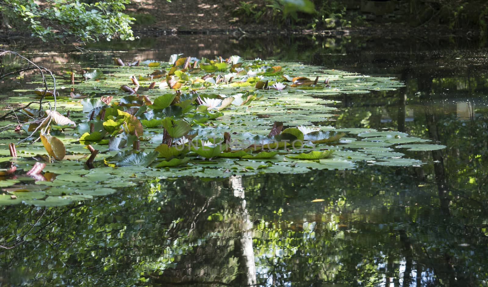 small forest Lake or pond with blooming pink and white water lily in sunlight with reflecting trees by Henkeova