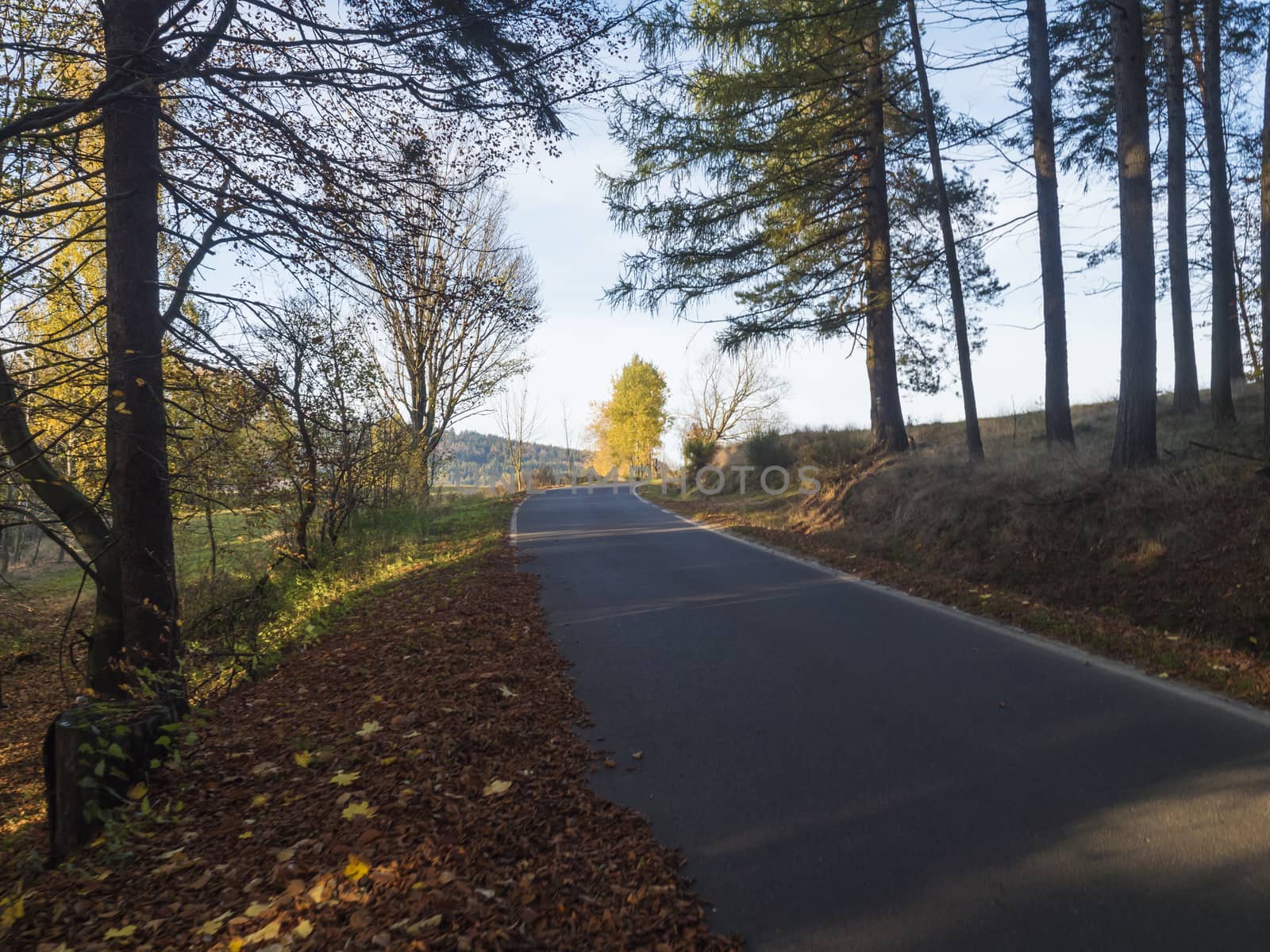 Asphalt road winding through colorful deciduous forest in the autumn with fallen leaves of oak and Maple and birch Trees, deminishing perspective, blue sky white clouds by Henkeova