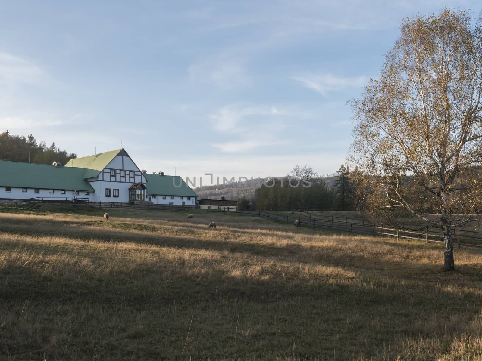 Autumn scenery with green farm house and grazing sheep and colorful trees on the meadow. Sunset golden hour light. Luzicke hory Lusitian mountains.