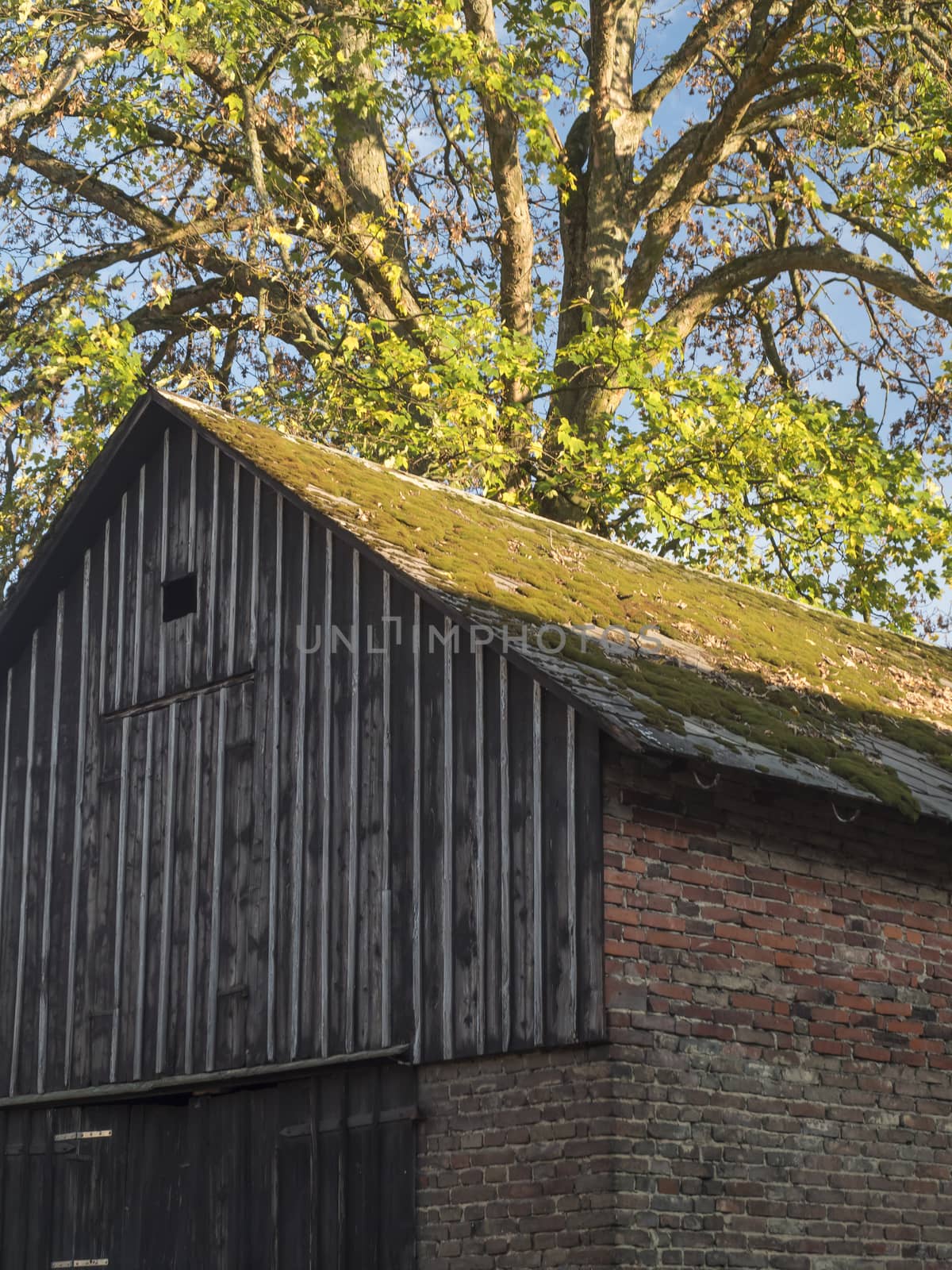 Old country brick and wooden barn with moss covered roof and big maple tree in golden sunlight by Henkeova