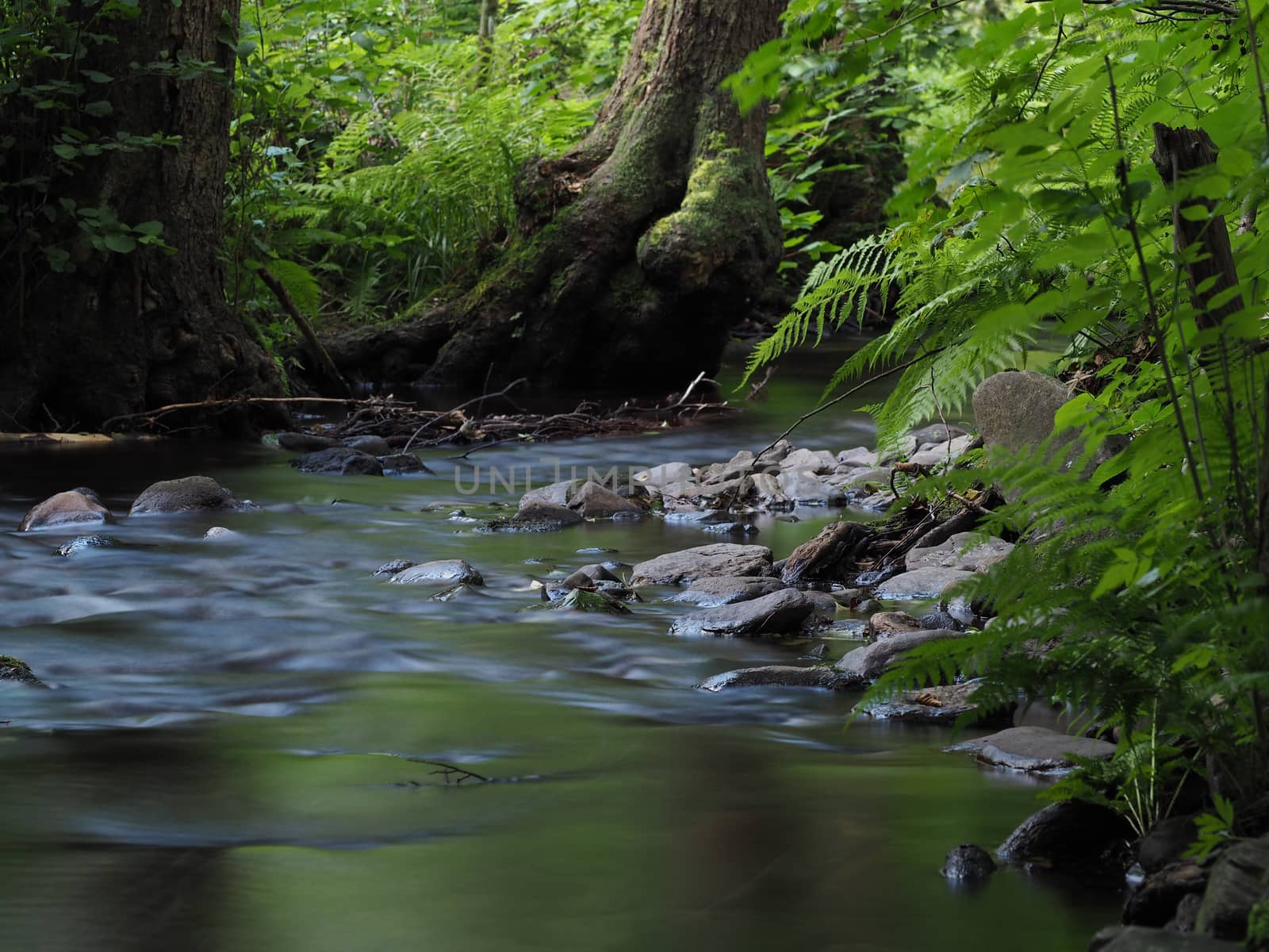 Long exposure magic forest stream with stones, trees and fern