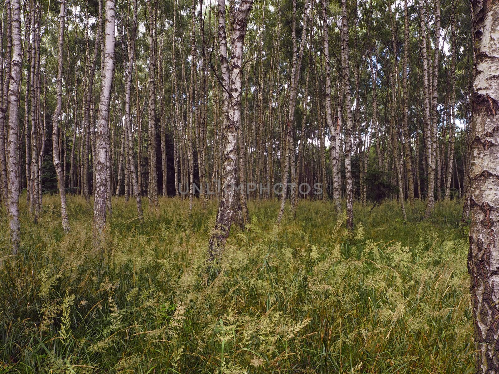 young birch tree forest with blades of grass - ornamental generic landscape