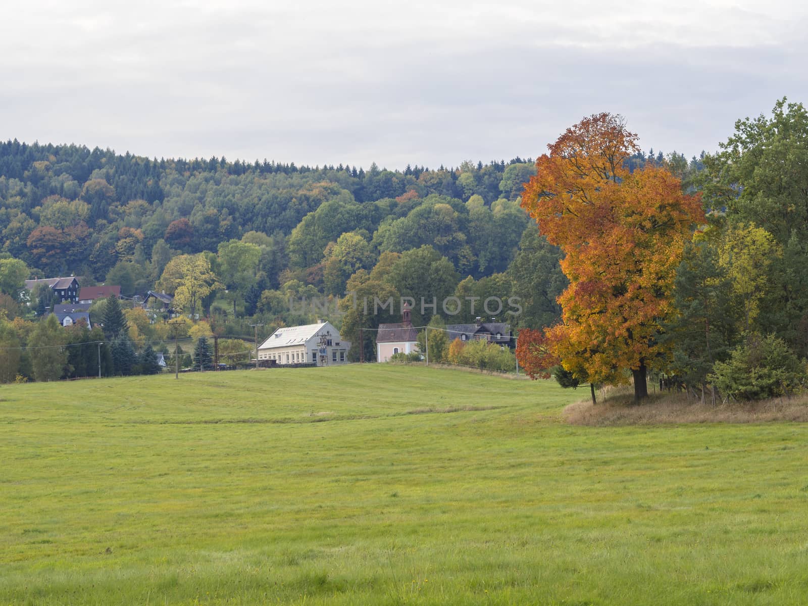 green meadow with colorful orange maple tree in village travnik in north czech republic in autumn
