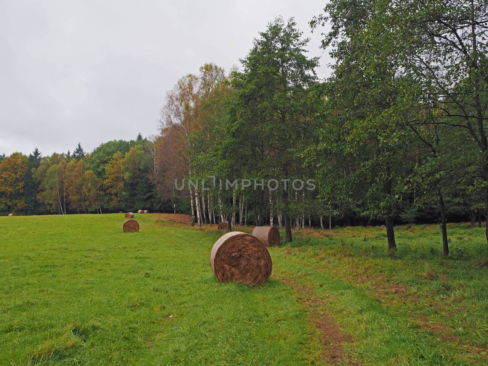 straw bales on the autumn green meadow and colorful trees