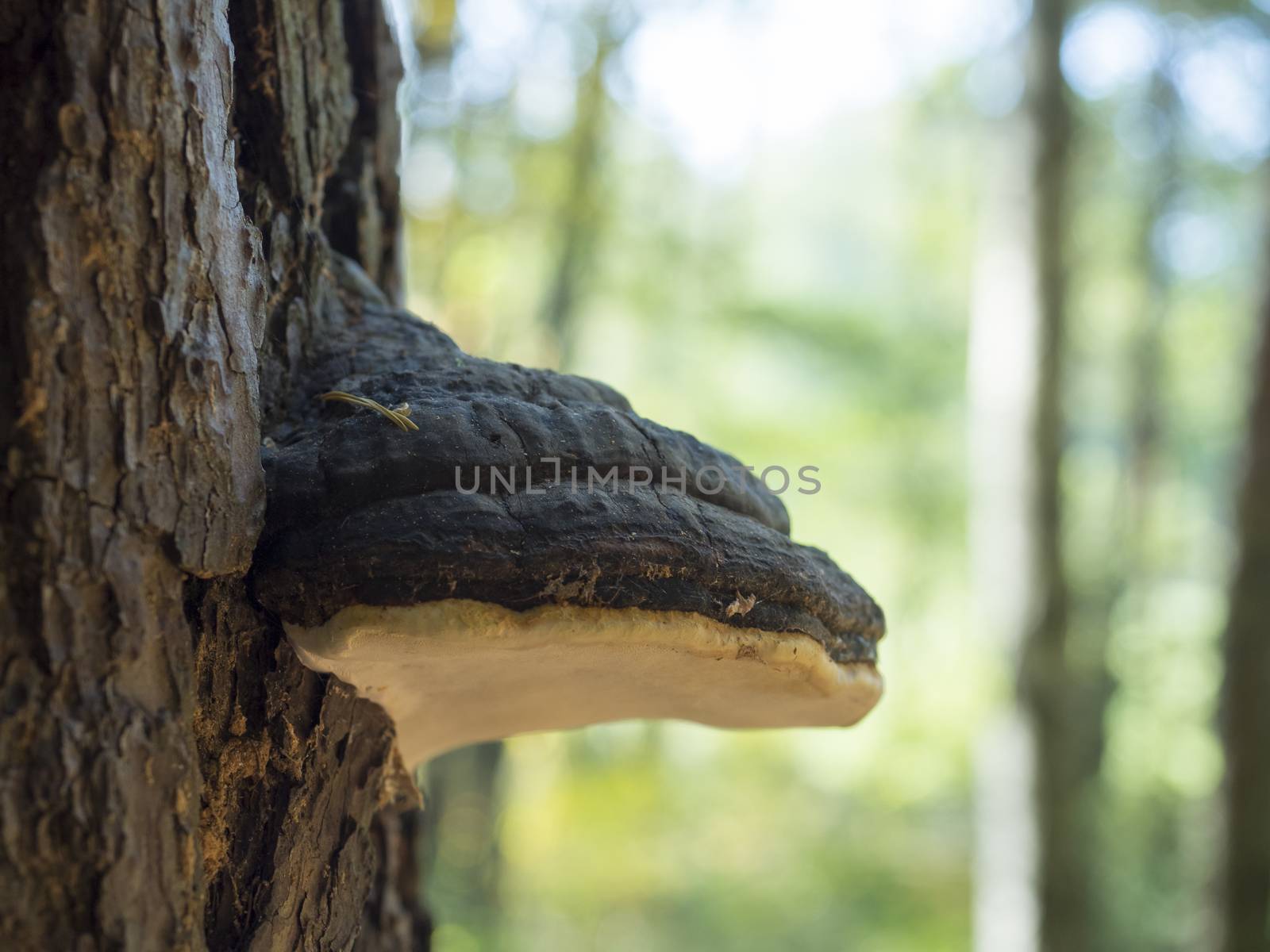 Close up Willow bracket fungus, Phellinus igniarius, also called fire sponge, is a major cause of white rot, selective focus by Henkeova