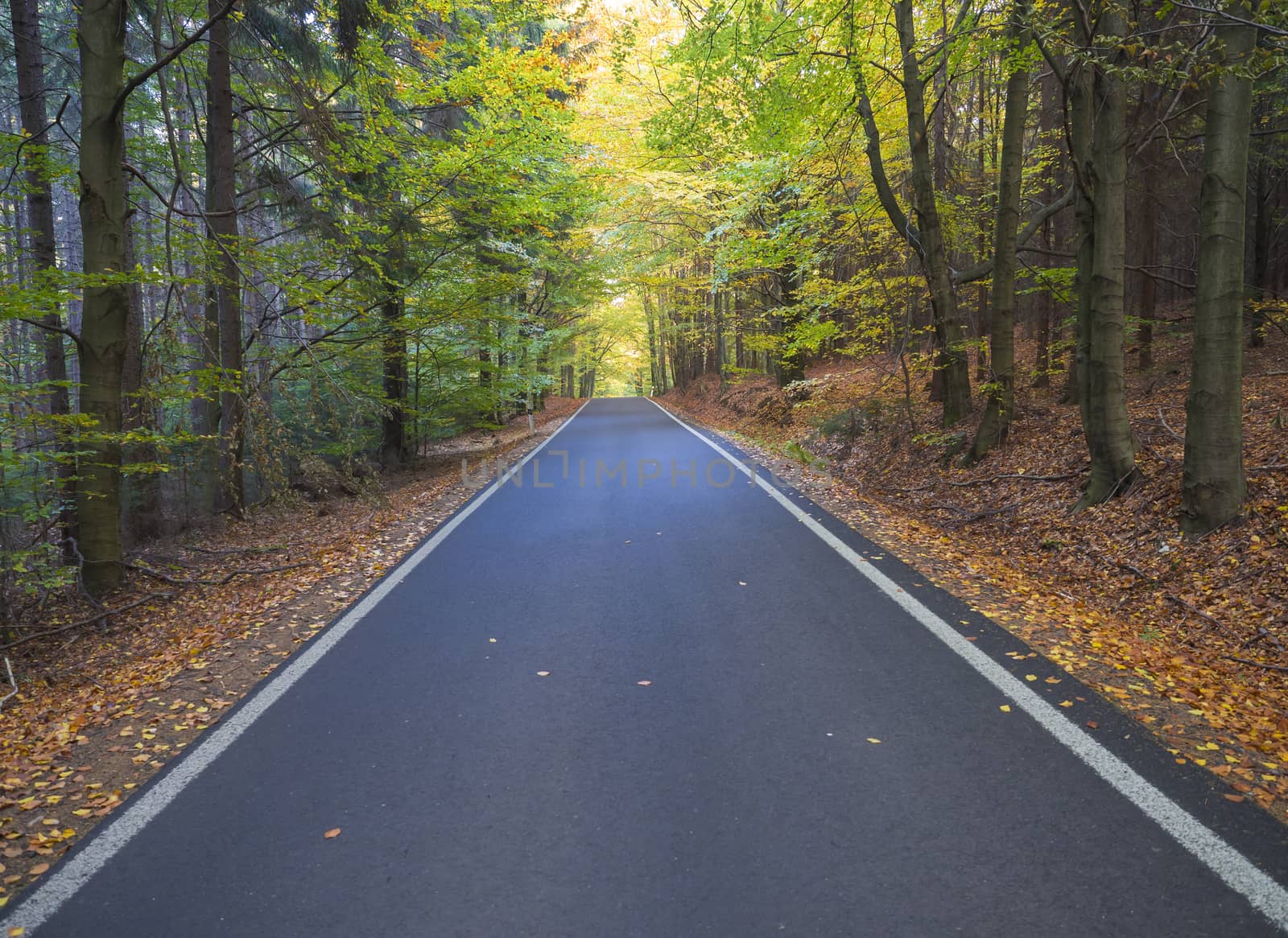 Straight Stretch of a Asphalt road through colorful deciduous forest in the autumn with fallen leaves of oak and Maple Trees, deminishing perspective.