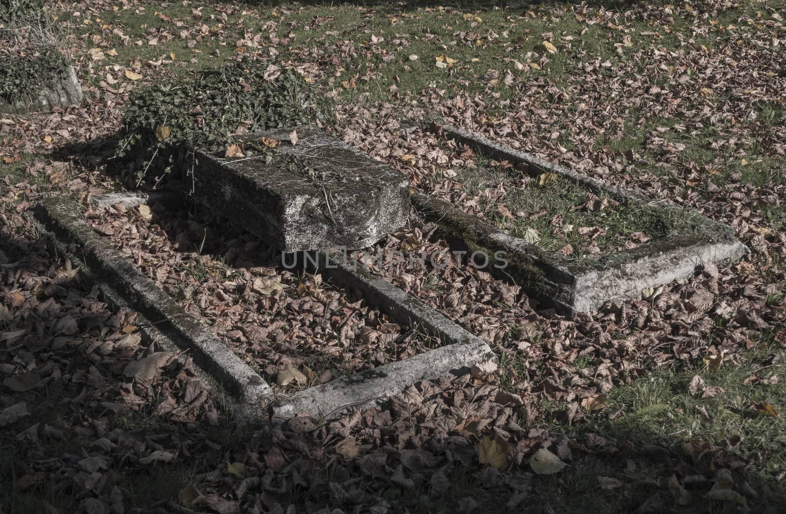 two old unkept dissolute abandoned graves with ivy and fallen leaves on cemetery faded colors