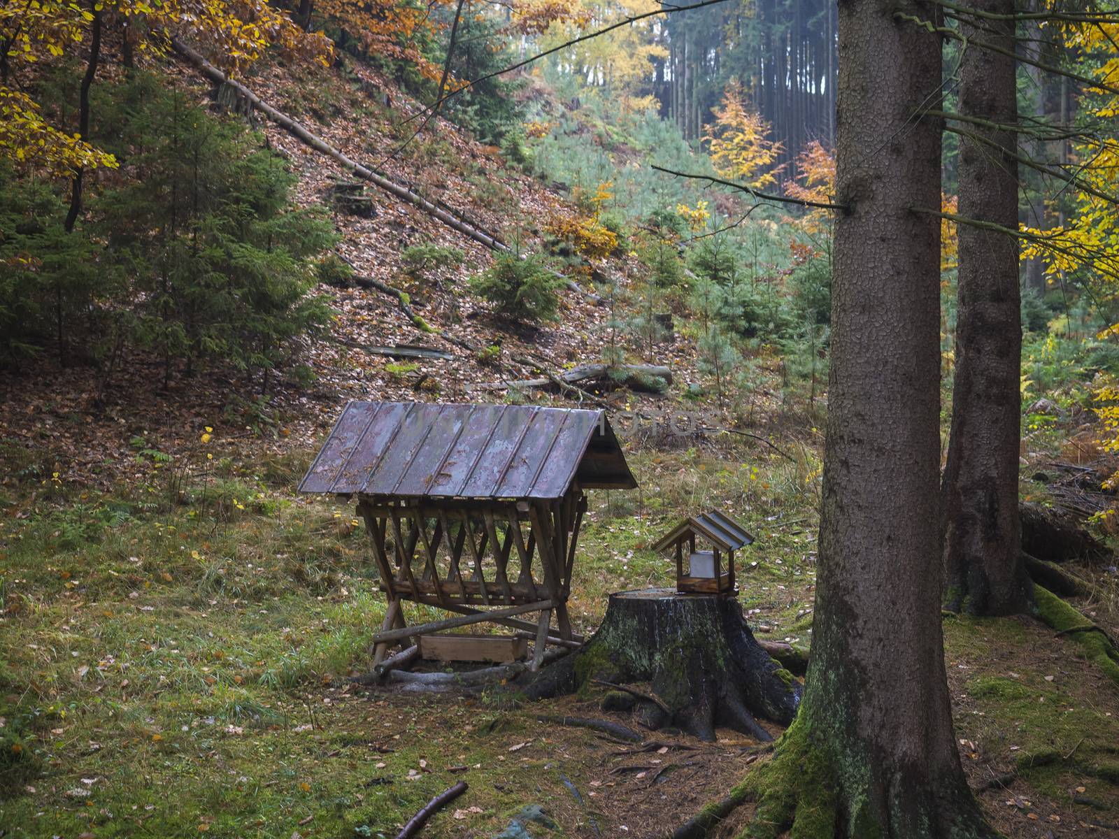 wooden feeder or manger for wild animals in the forest. Feeding trough with hay for wild boars, deer and birds in the atumn forest