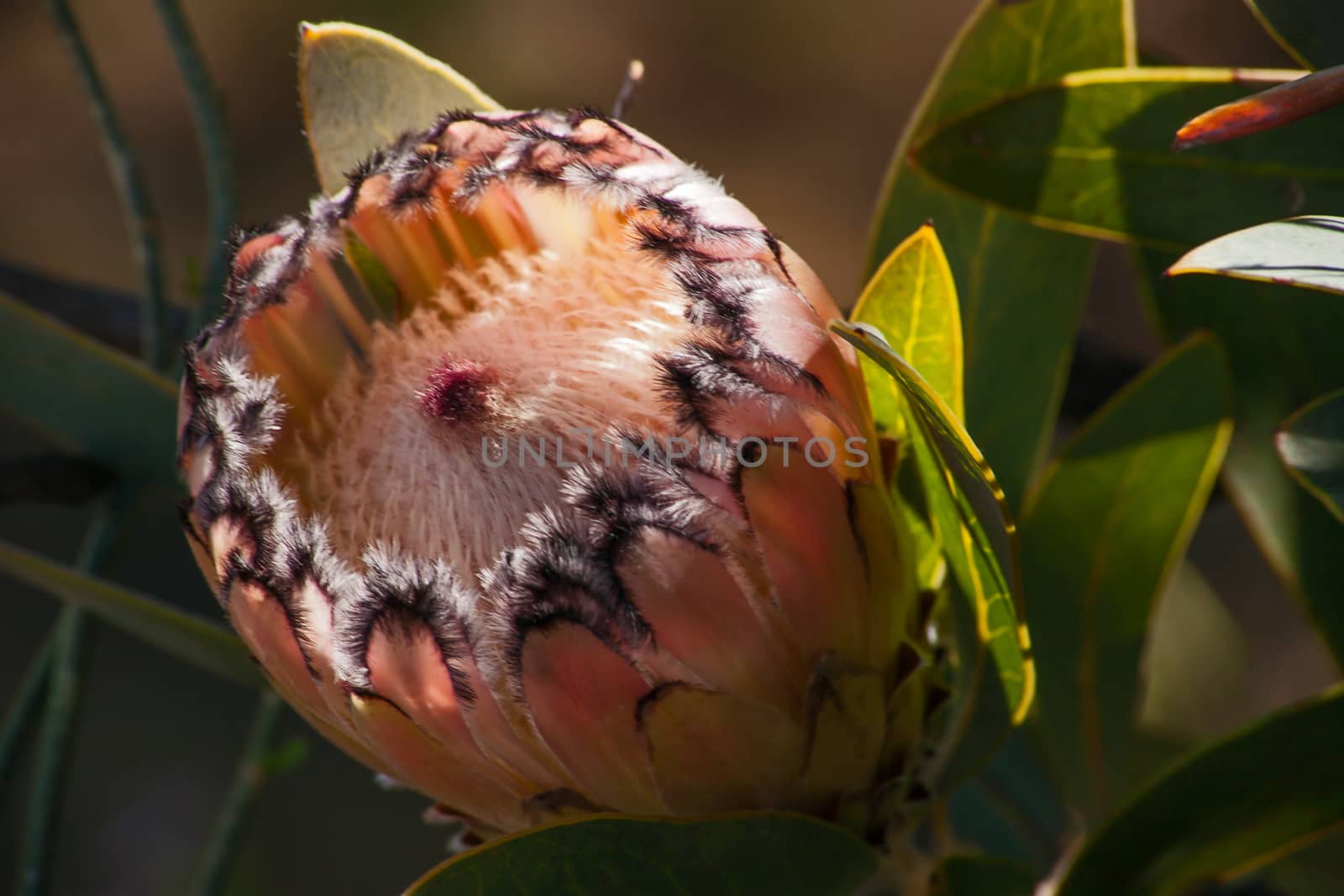 The Protea flower is not a flower, but a flower head or inflorescence, made up of many individual flowers grouped together on a rounded base or receptacle. What looks like the 'petals' of the protea 'flower' are modified leaves known as floral or involucral bracts.