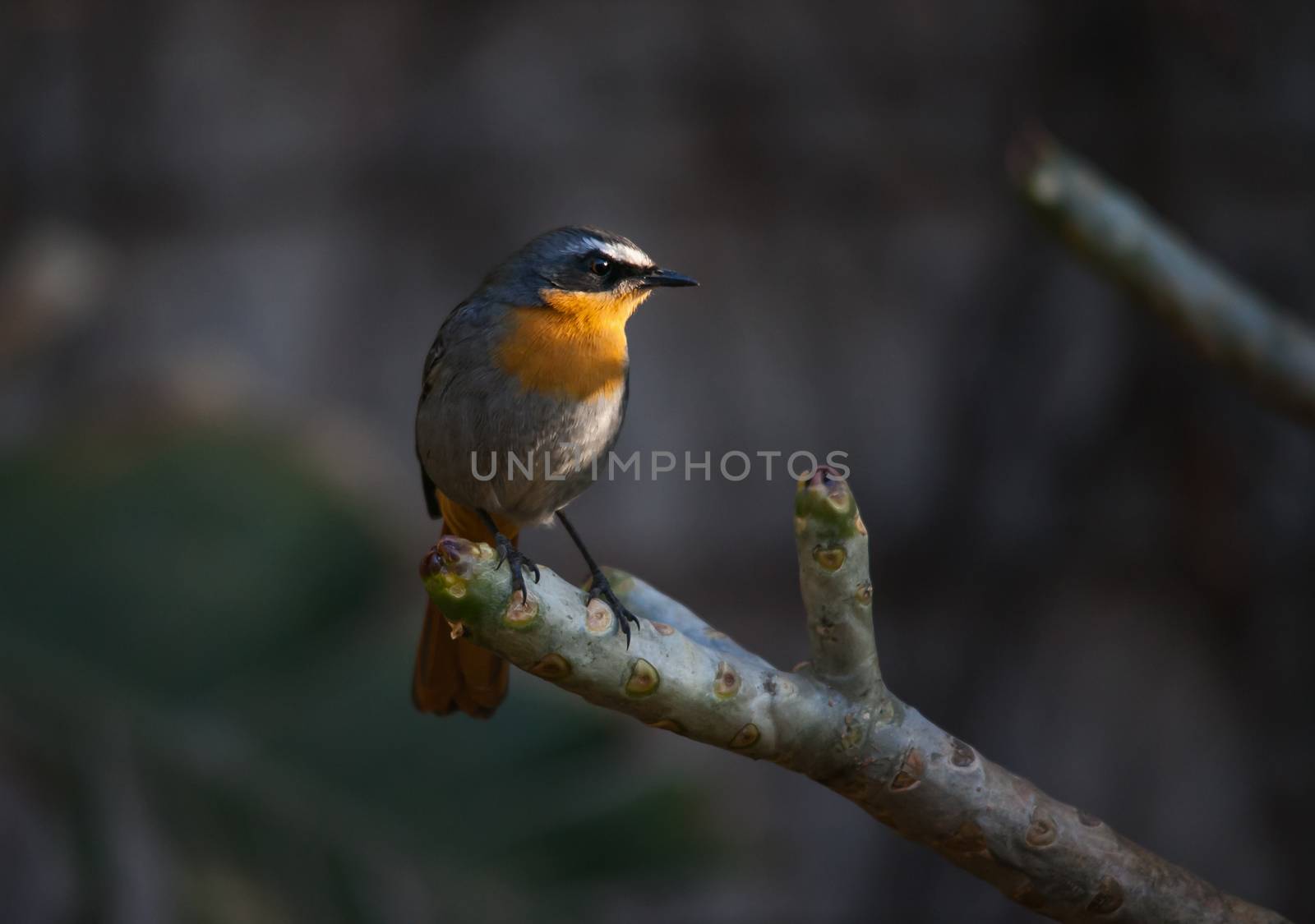 The Cape Robin-Chat (Cossypha caffra) is not only a beautiful garden songbird but also an effective biological control agent.