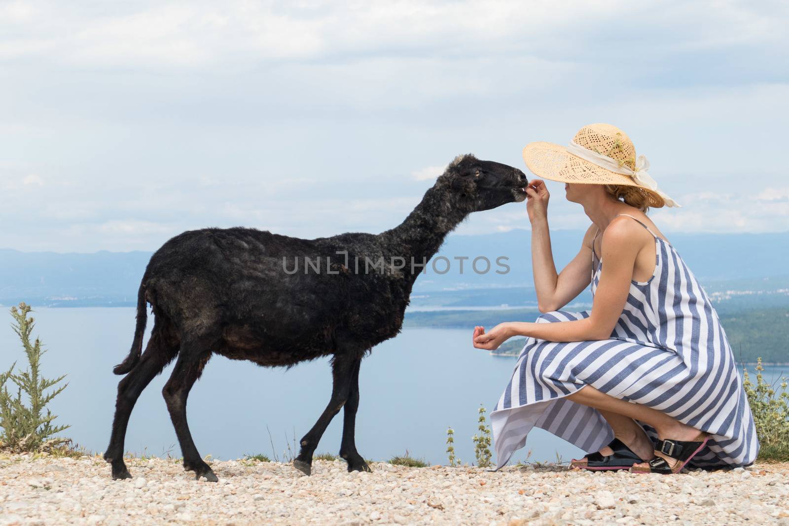 Young attractive female traveler wearing striped summer dress and straw hat squatting, feeding and petting black sheep while traveling Adriatic coast of Croatia.