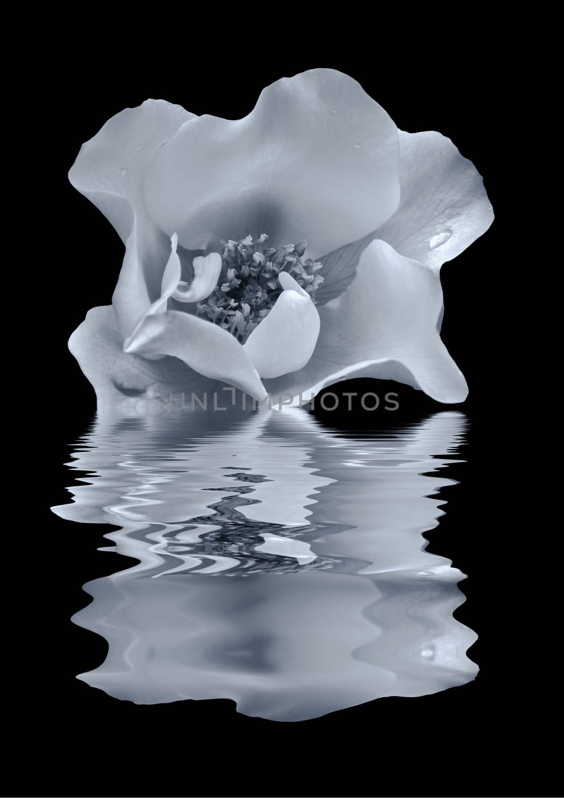 beautiful monochrome blue rose with raindrops reflected on back water with ripples