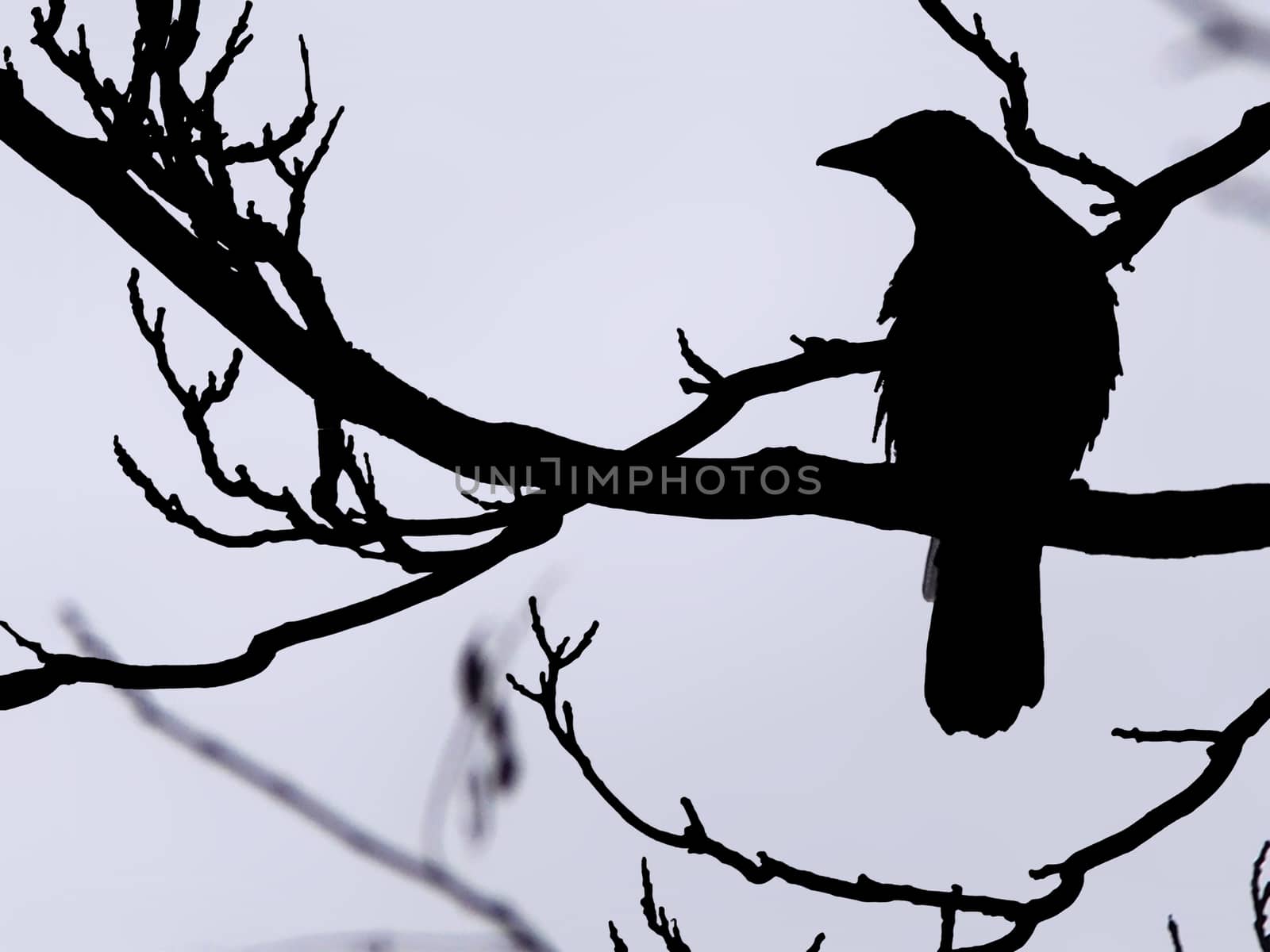 a magpie in silhouette perched on a branch in a winter tree against a blue sky