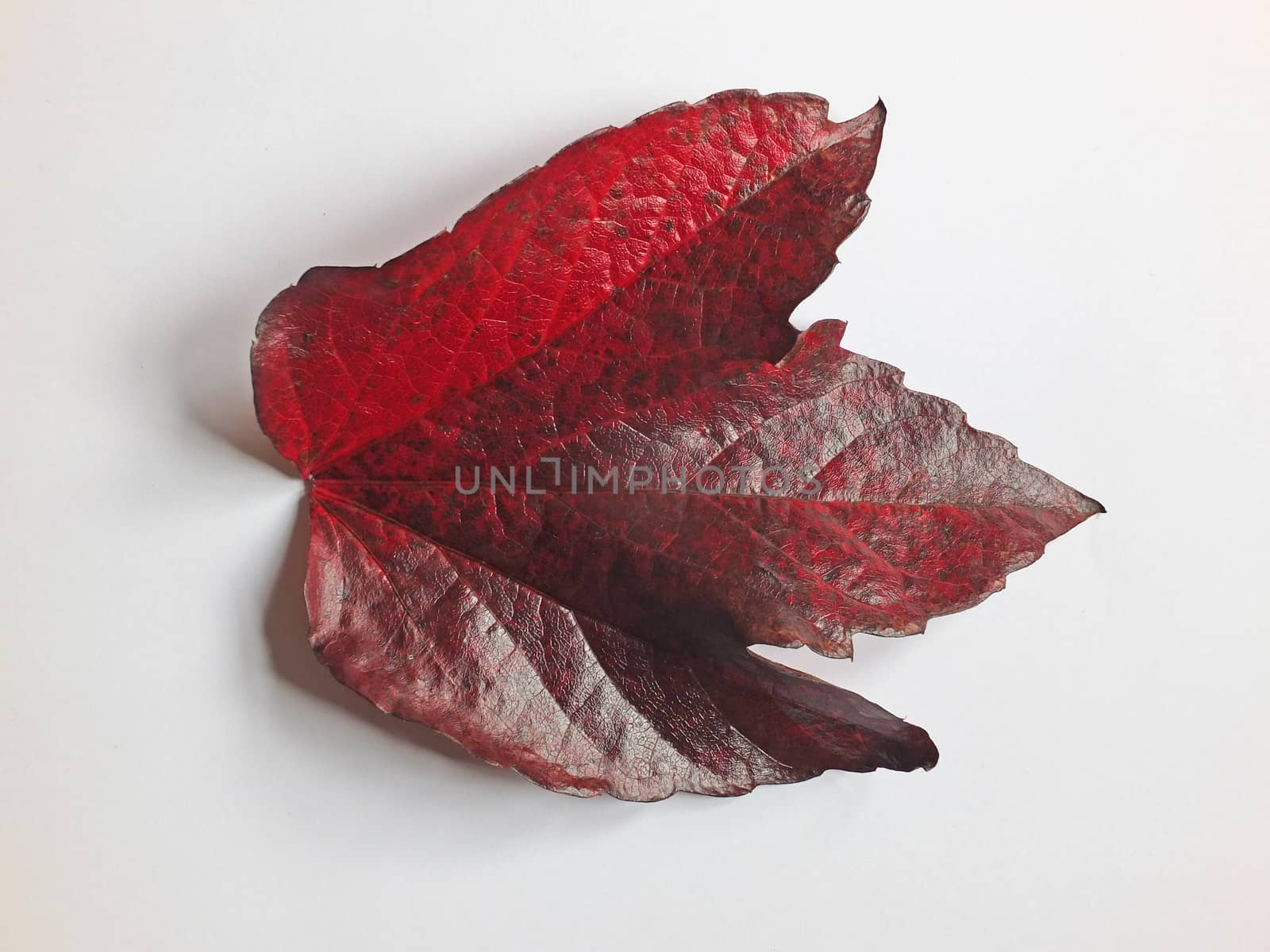 a single shiny scarlet boston ivy leaf isolated on a white background