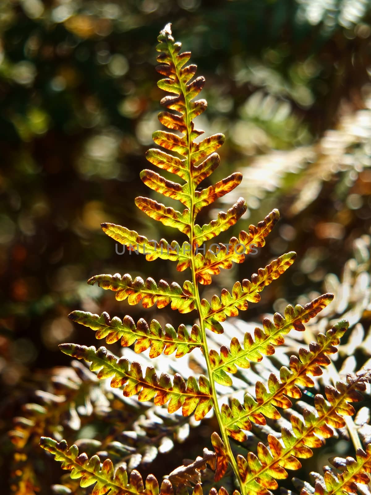 a close up of an illuminated woodland fern turning brown with a sunlit forest blurred background by philopenshaw