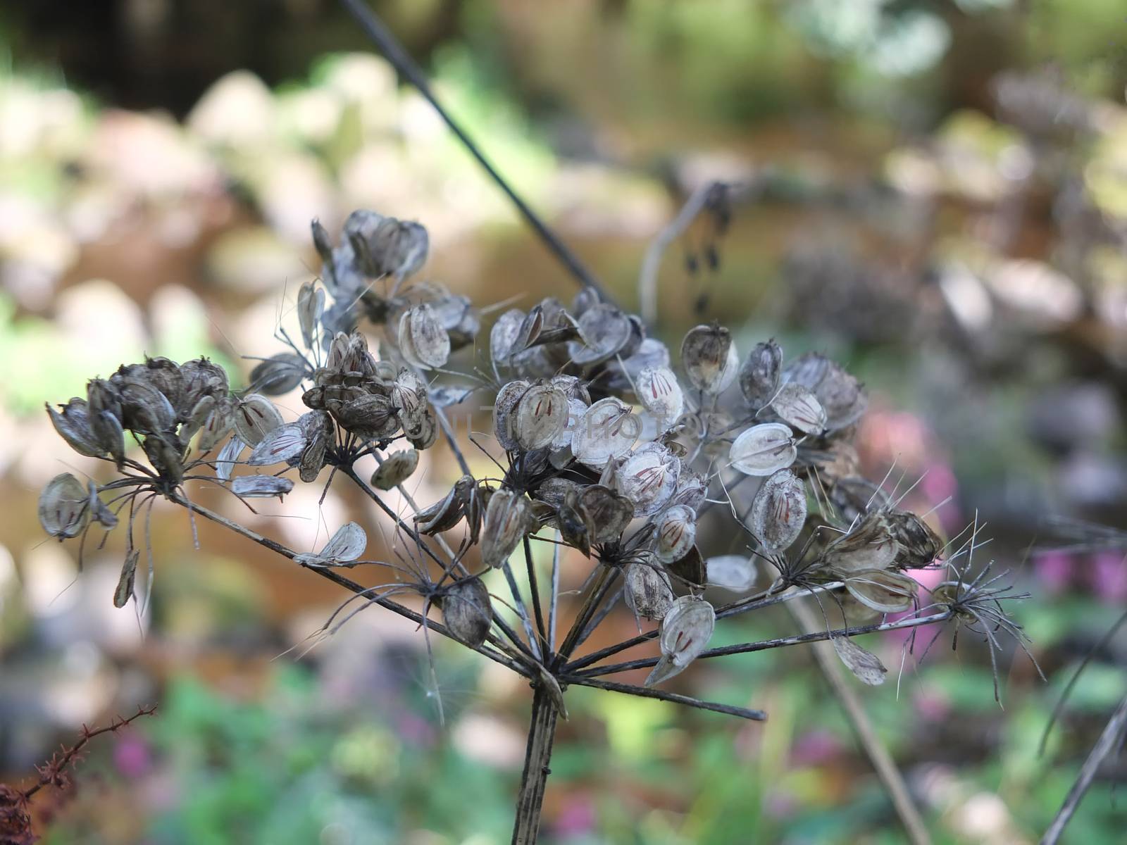 Close up of wild cow parsnip seed heads against a blurred nature background