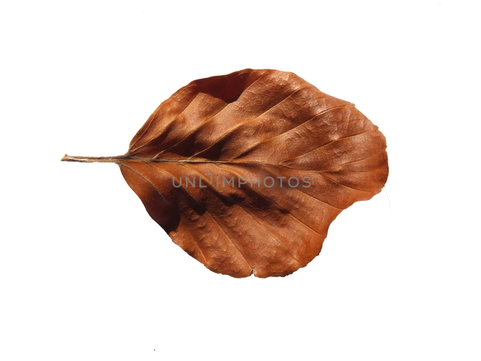 a single brown shiny dry brown beech leaf isolated on a white background by philopenshaw