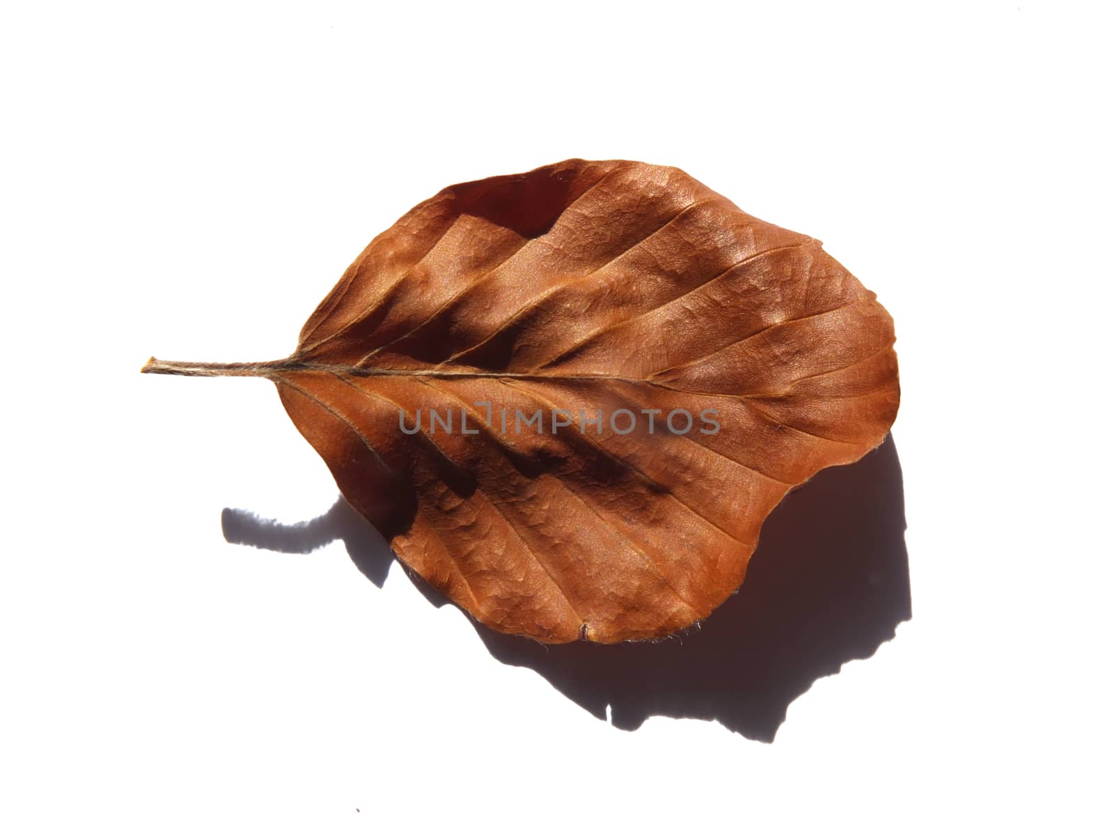 a single brown shiny dry brown beech leaf isolated on a white background by philopenshaw