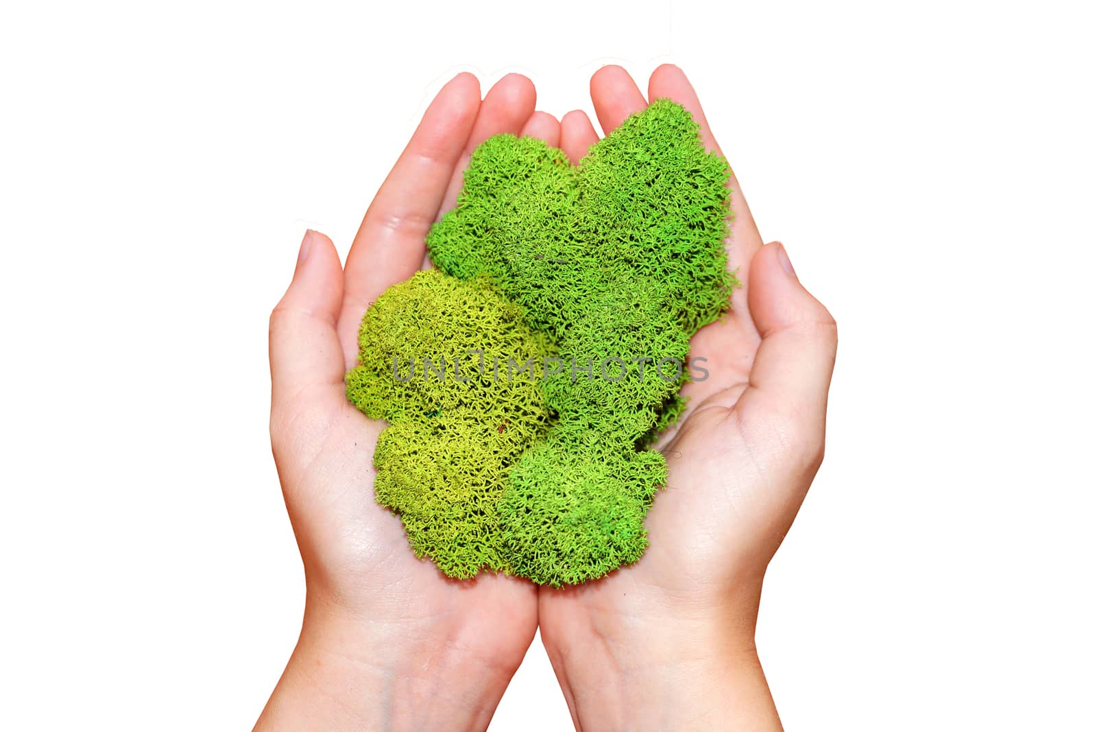 green stabilized moss in children's hands, on the white backgraund