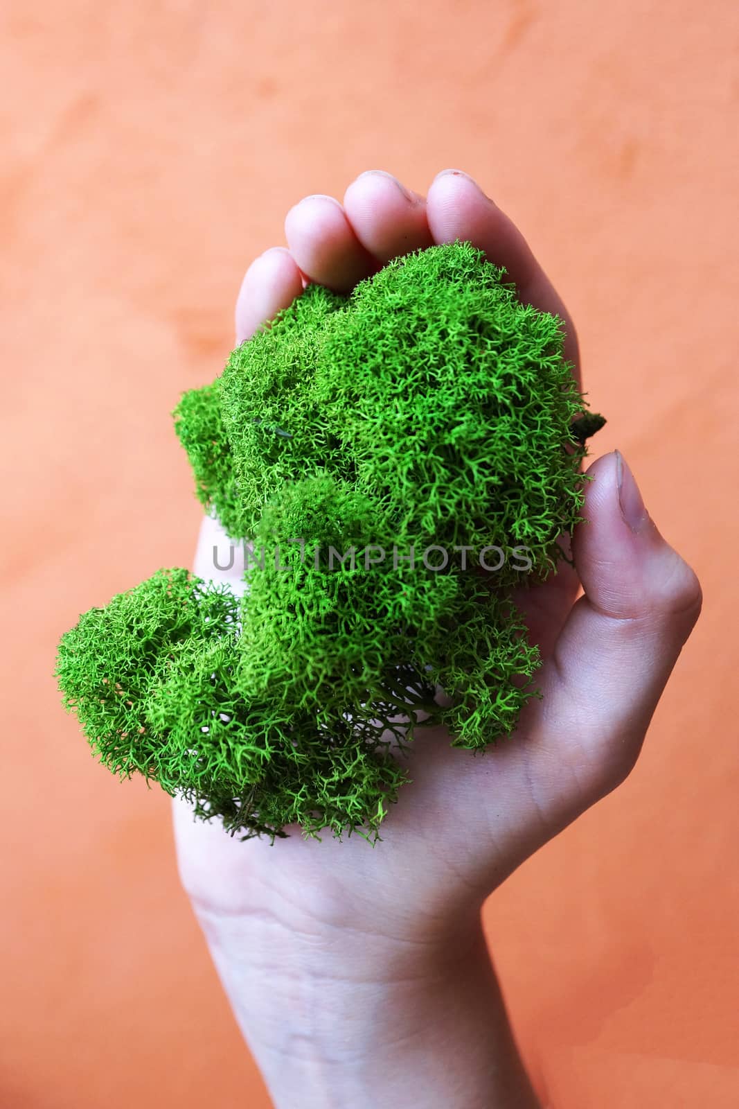 green stabilized moss in girl's hand as a symbol of purity