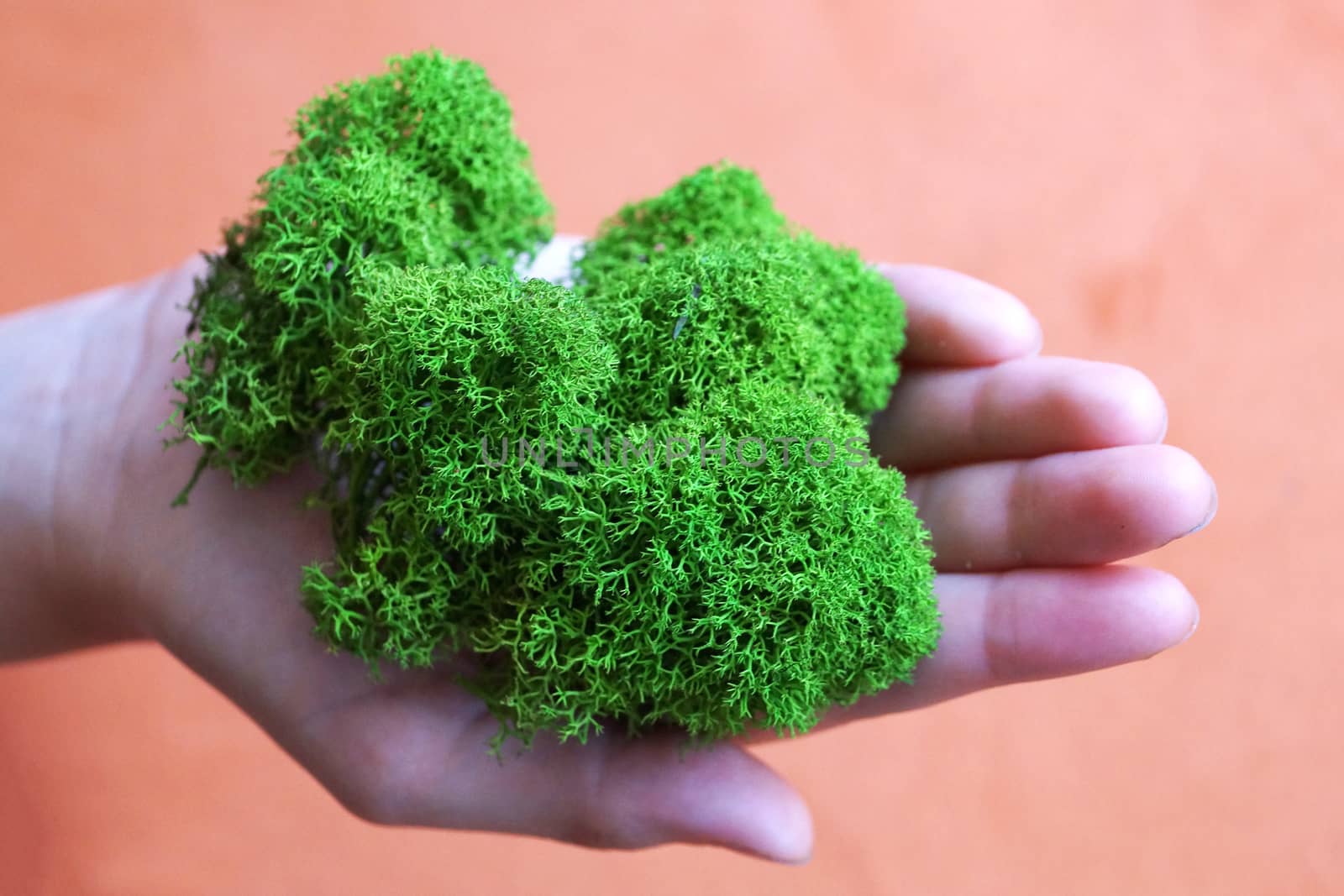 green stabilized moss in girl's hand as a symbol of purity by Annado