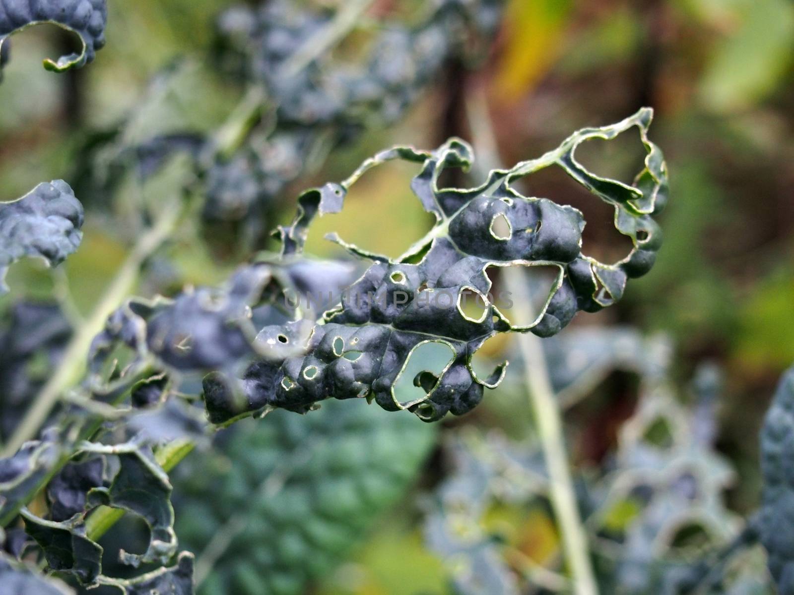 close up of late autumn kale growing with holes caused by garden pests eating the leaves