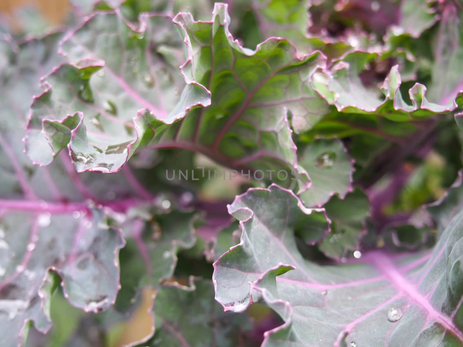 close up of organic purple kale leaves with raindrops ready to be harvested in autumn