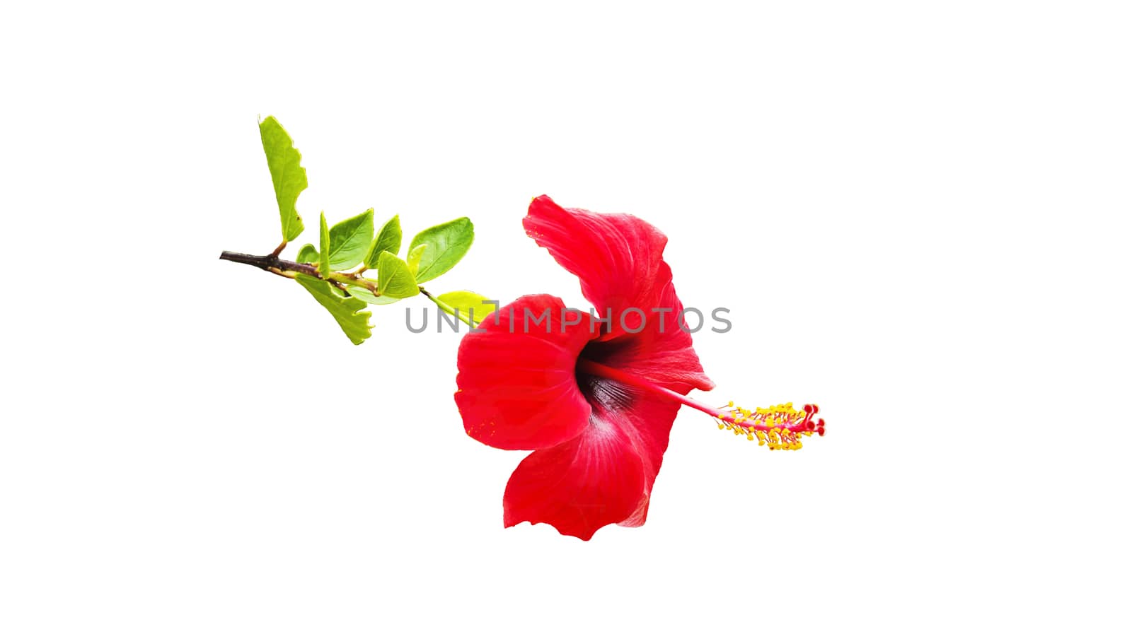 a red hibiscus flower isolated on white background by Grommik