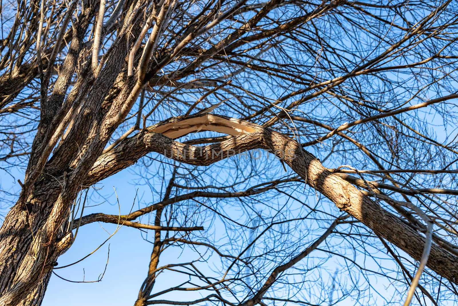 Close up view at broken branch of willow tree - possibly from heavy snow/ice at winter or hurricane wind at summer. Very thick branch was split up, form like O letter. Spring time