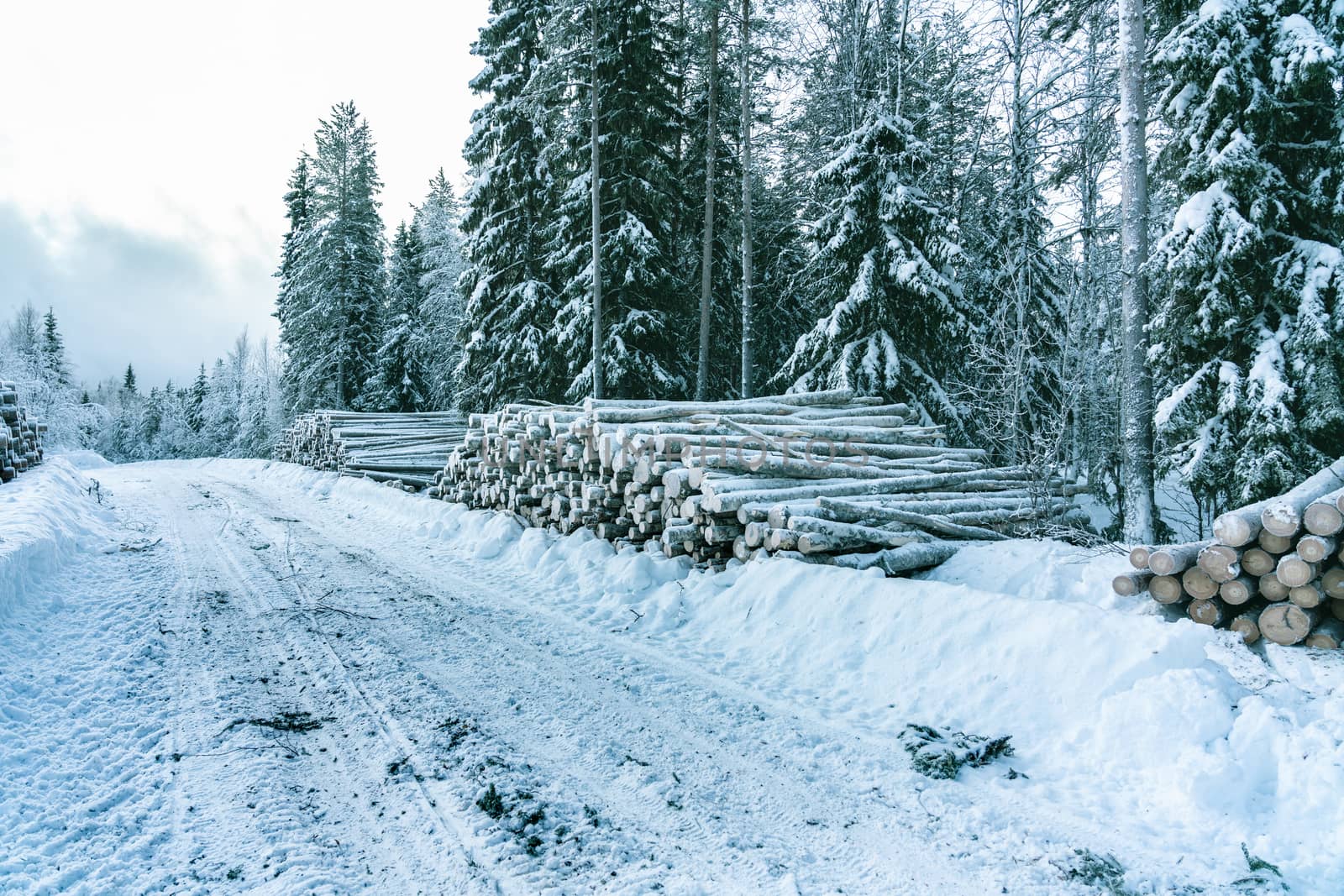 Side view of commercial timber, pine tree logs after clear cut, winter forest, Northern Sweden. Snow cover trunks, cloudy winter day, snow road in Lappland, Scandinavia. Modern Swedish forestry by skydreamliner