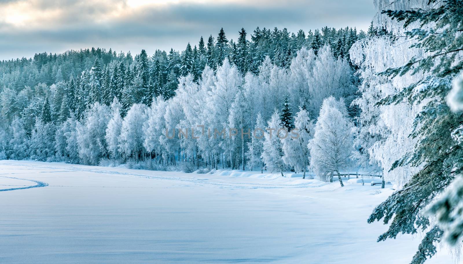 Winter forest edge at frozen river: typical Northern Sweden landscape - birch and spruce tree covered by hoarfrost - very cold day, Lappland, Sweden