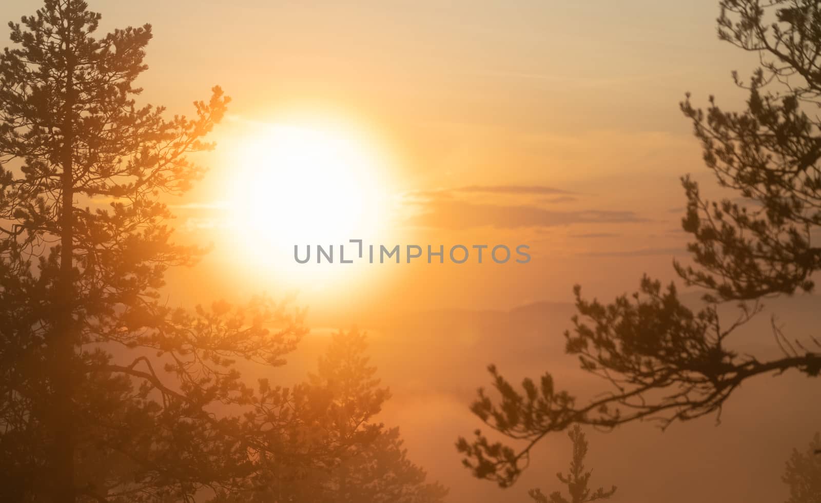 Huge soft Sun shines through very foggy Scandinavian mountain pine tree forest, golden summer day with heavy fog in mountains, North Sweden by skydreamliner