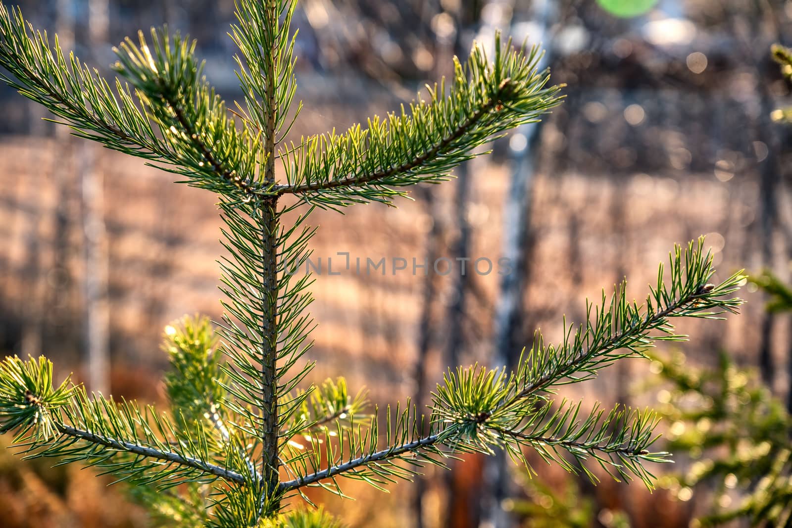 Close up on beautiful young pine tree which is highlighted by sunlight in golden hour time, blurry green forest background. by skydreamliner
