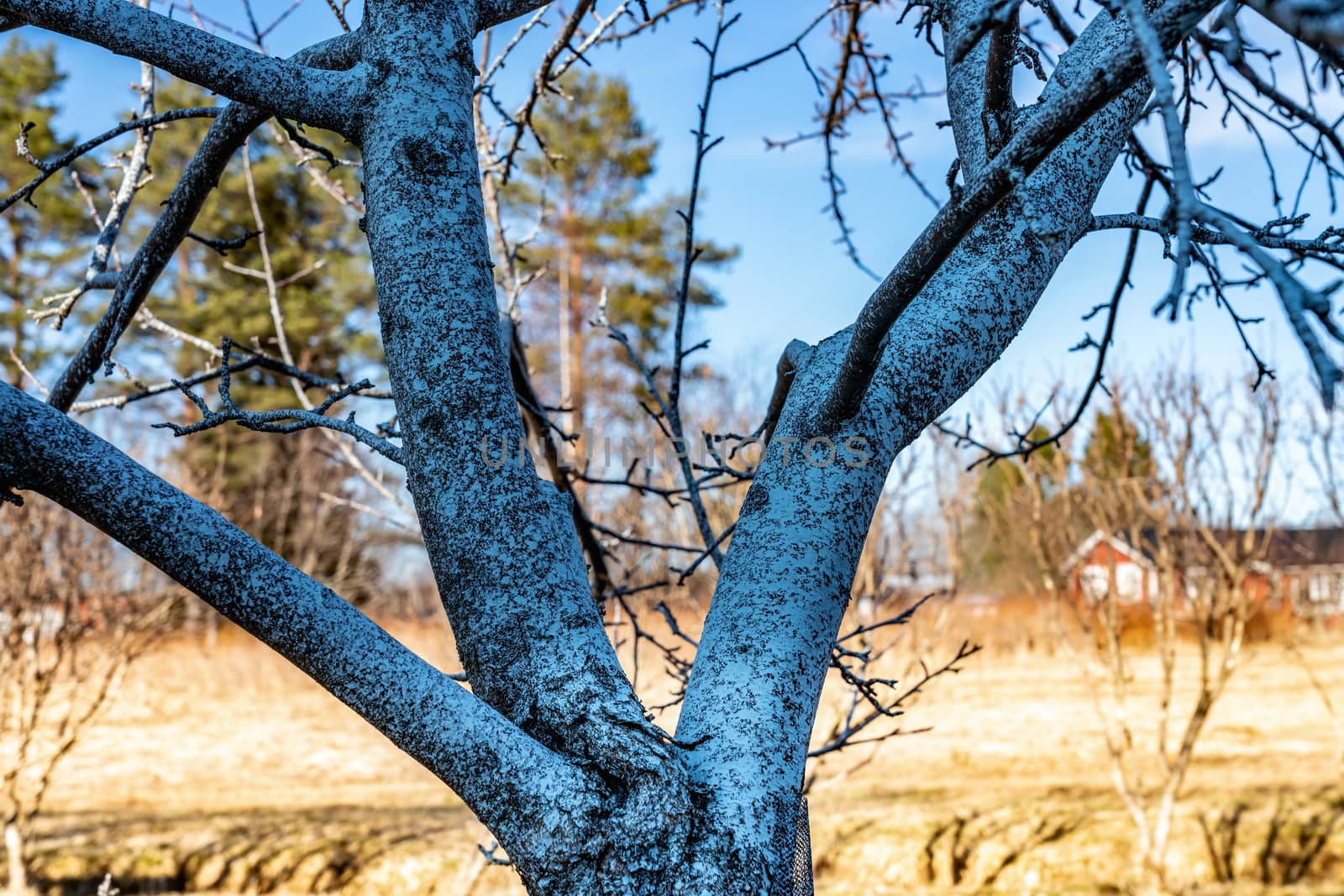 Too much insecticidal spray was applied on old apple tree without leaves at spring time, not ecological farming, dangerous for people to eat fruits. Chemical pollution in garden by skydreamliner